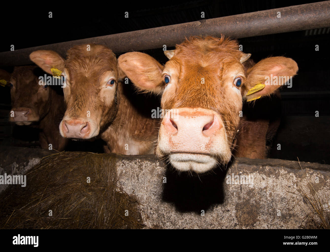 Nahaufnahme von Limousin Kühe in der Dunkelheit in einer Scheune in Derbyshire, England UK Stockfoto