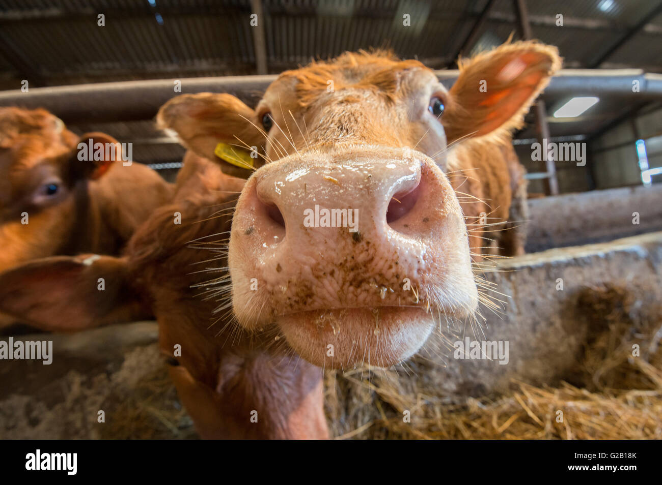 Nahaufnahme einer Limousin-Kuh in einer Scheune in Derbyshire, England UK Stockfoto