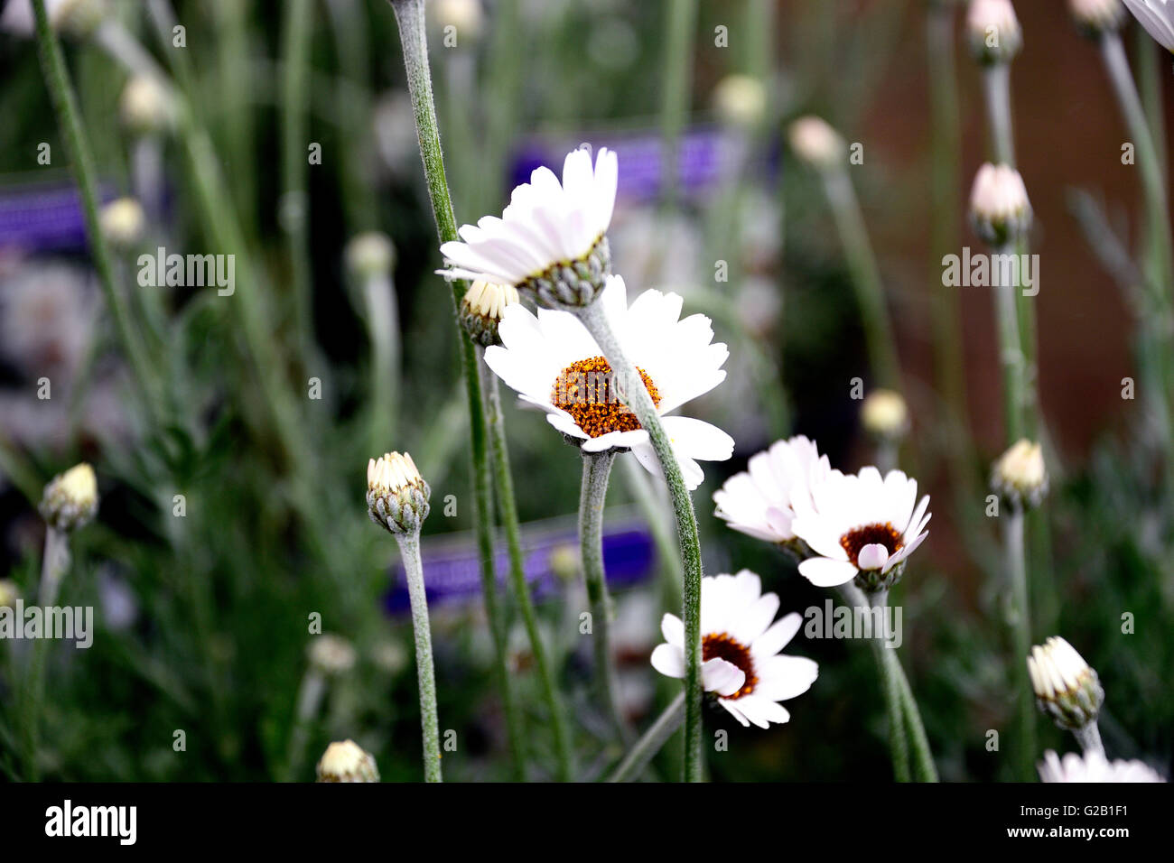 Rhodanthemum (African Spring) immergrüne mehrjährige, mit Flower-Power den ganzen Sommer vollgepackt ist. Stockfoto