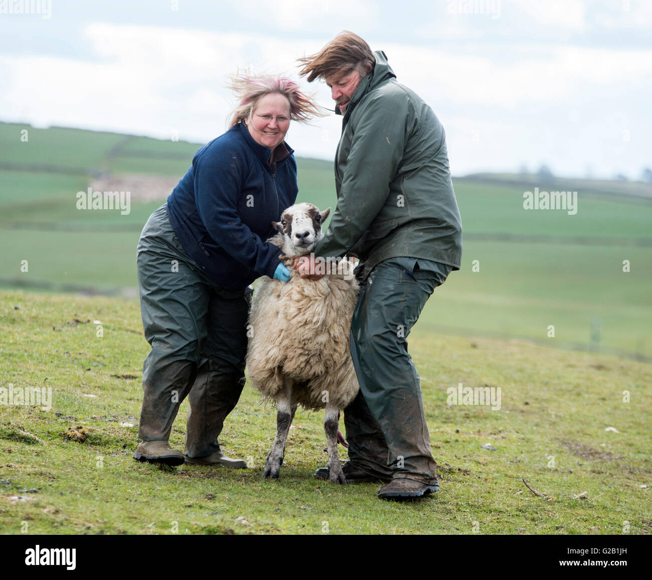 Landwirte, die eine schwangere Schafe zu verschieben, bevor sie, auf einem Bauernhof in Derbyshire England UK gebiert Stockfoto