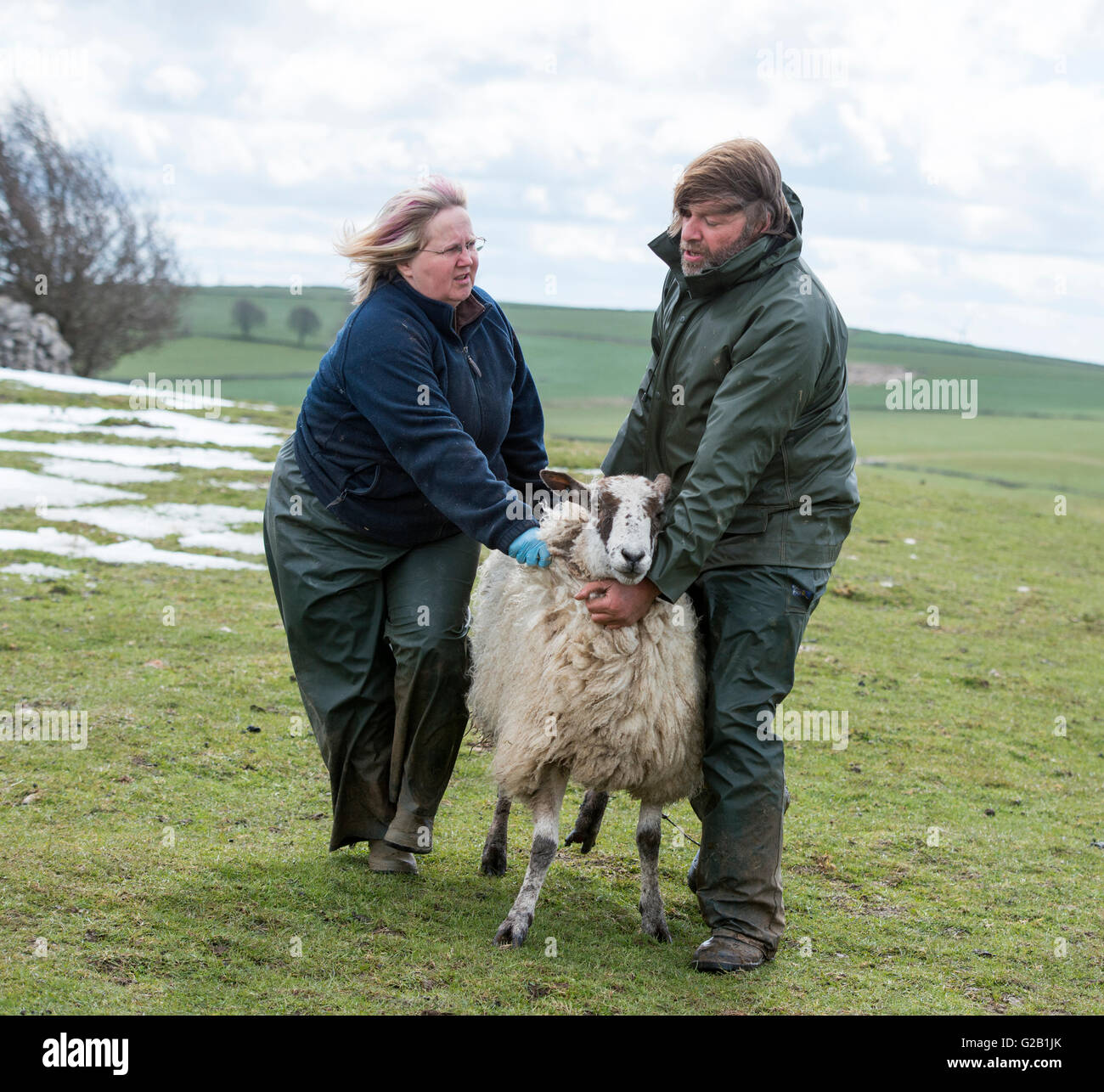 Landwirte, die eine schwangere Schafe zu verschieben, bevor sie, auf einem Bauernhof in Derbyshire England UK gebiert Stockfoto