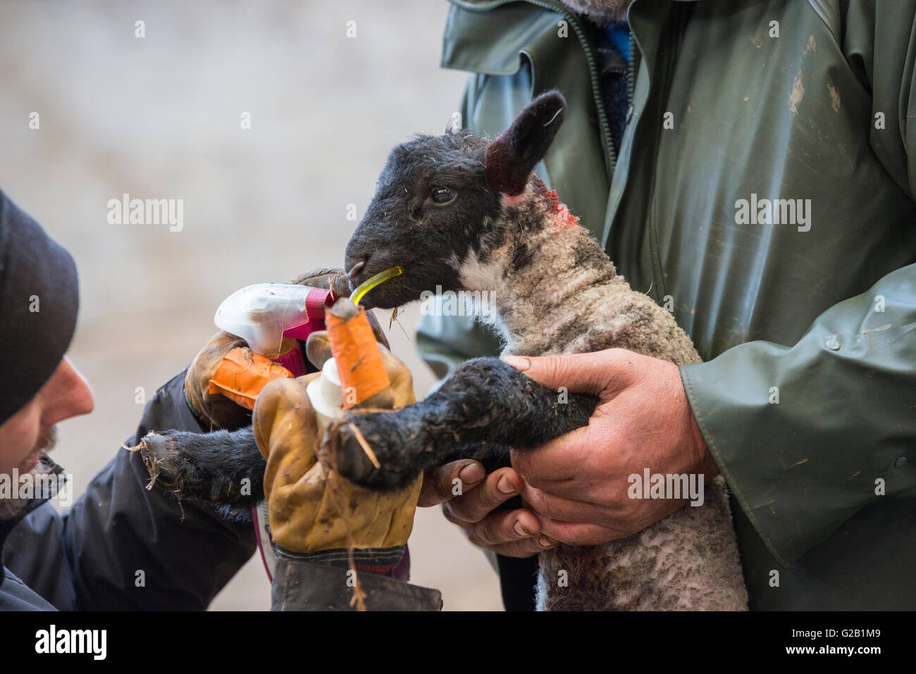 Neugeborene Suffolk Lamm wird geimpft, auf einer Farm in Derbyshire England UK Stockfoto