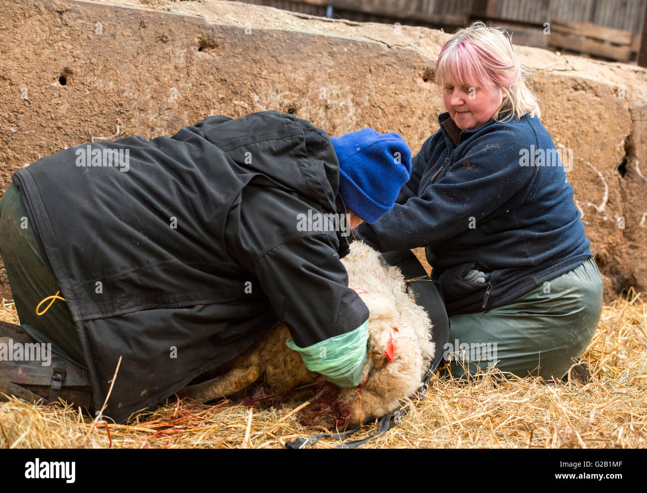Bauern helfen ein Schaf gebären ein Lamm in einer Scheune in Derbyshire, England UK Stockfoto
