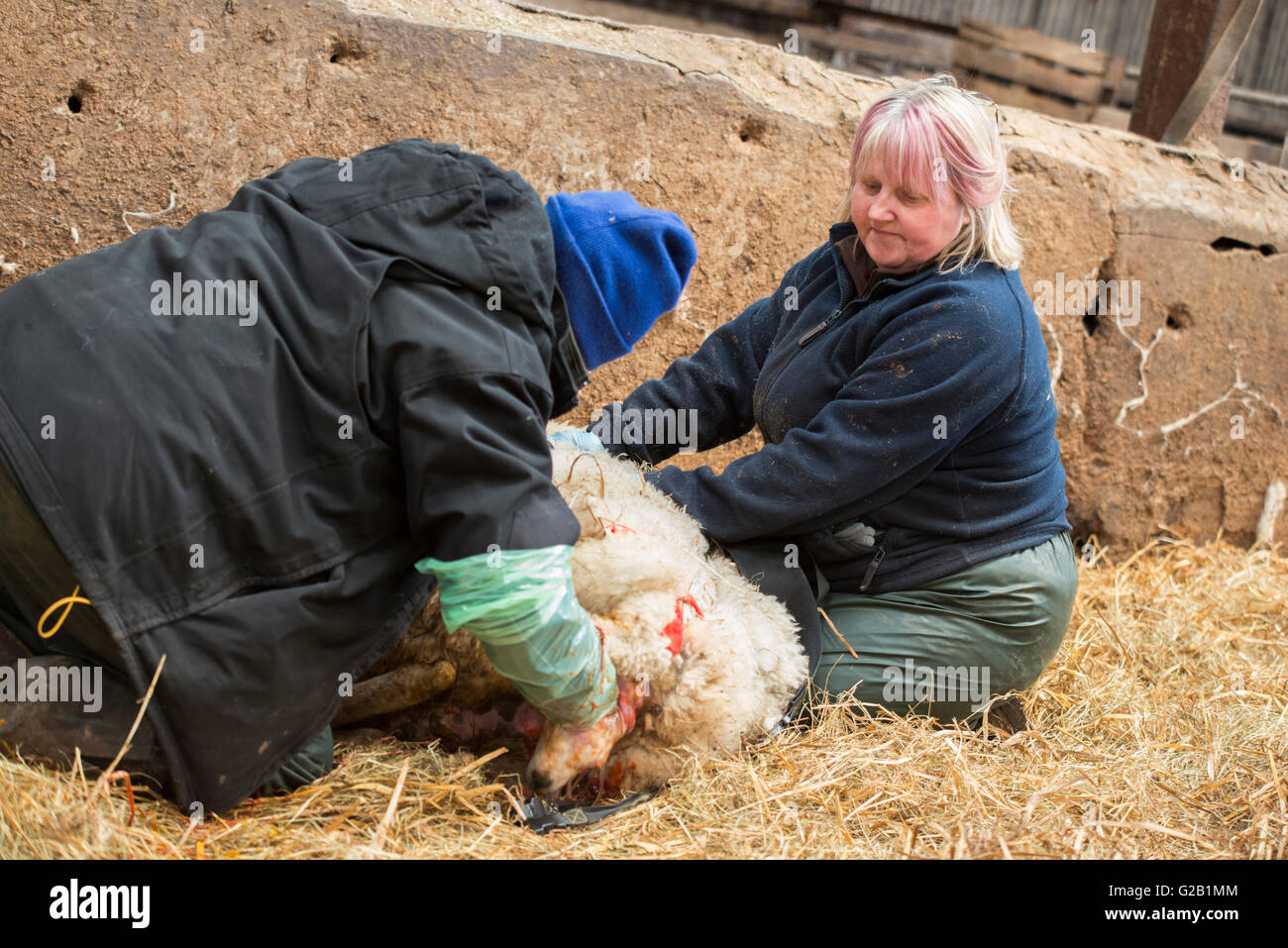 Bauern helfen ein Schaf gebären ein Lamm in einer Scheune in Derbyshire, England UK Stockfoto