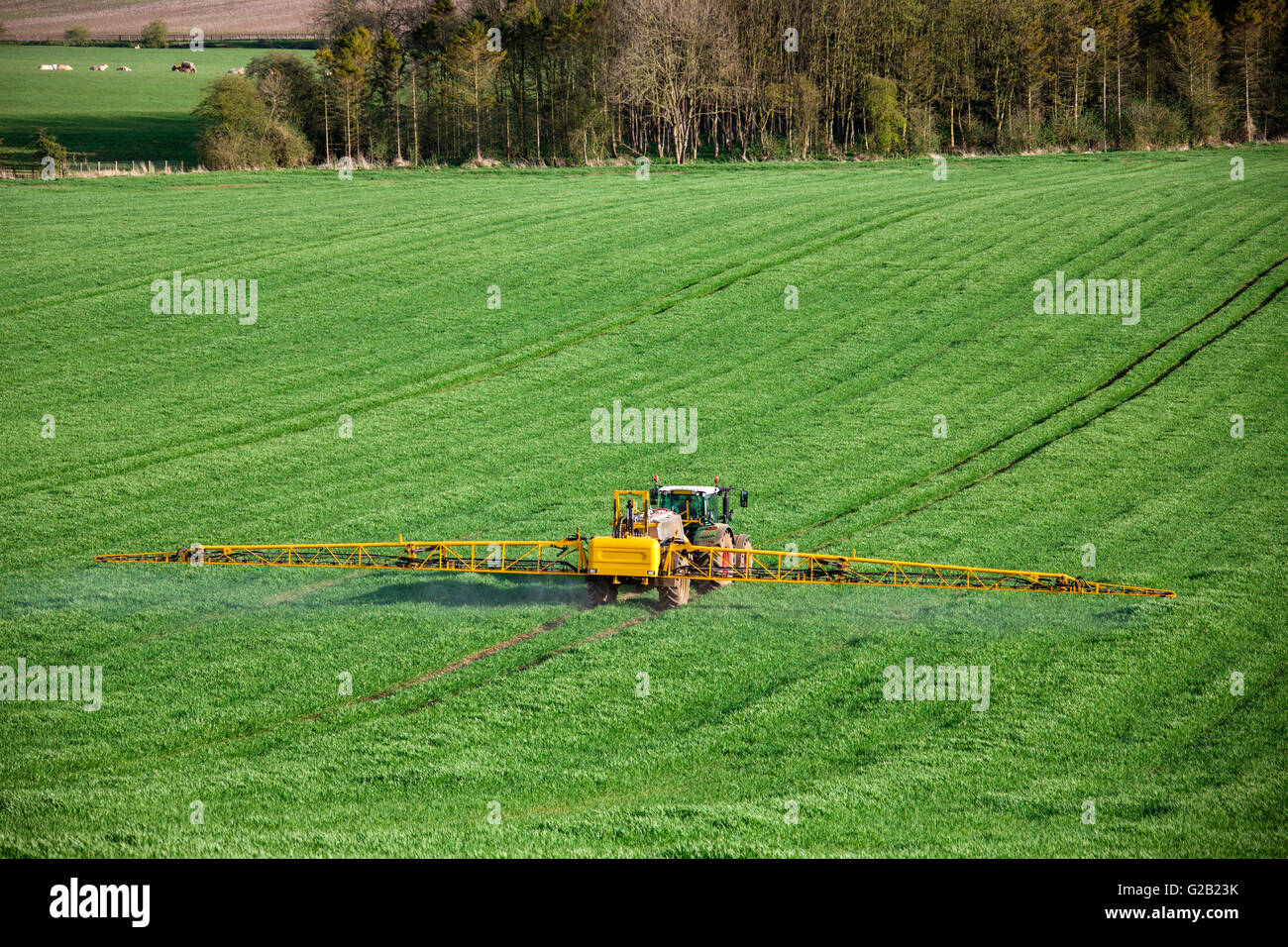 Landwirtschaft - Spritzen Dünger auf Weizen Ernte - North Yorkshire - England. Stockfoto