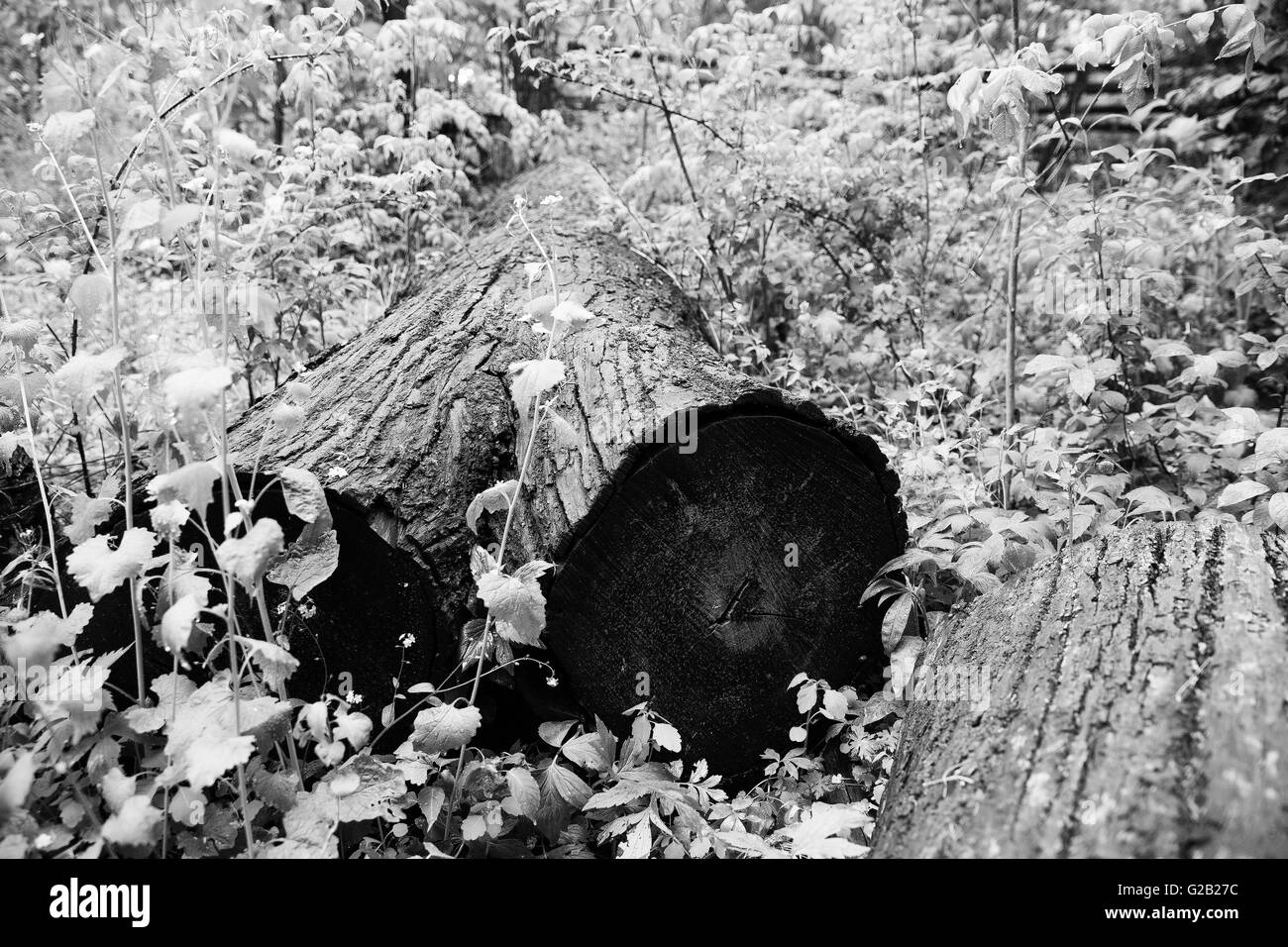 Crawford Milton Ontario-See Baum Block geschnitten Stockfoto