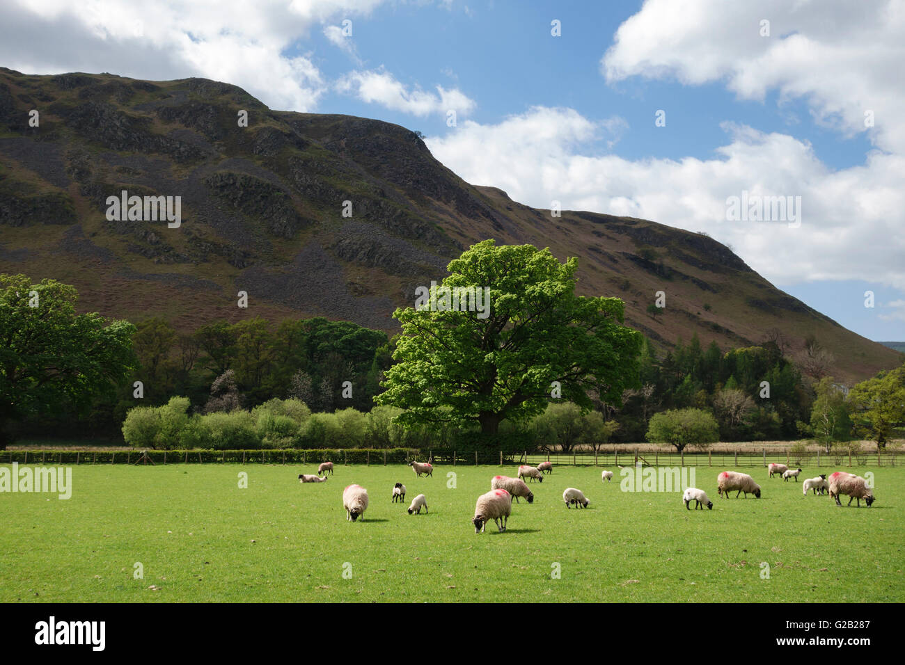 Ullswater (im Lake District), Cumbria, England. Hallin fiel, gegenüber Howtown Stockfoto