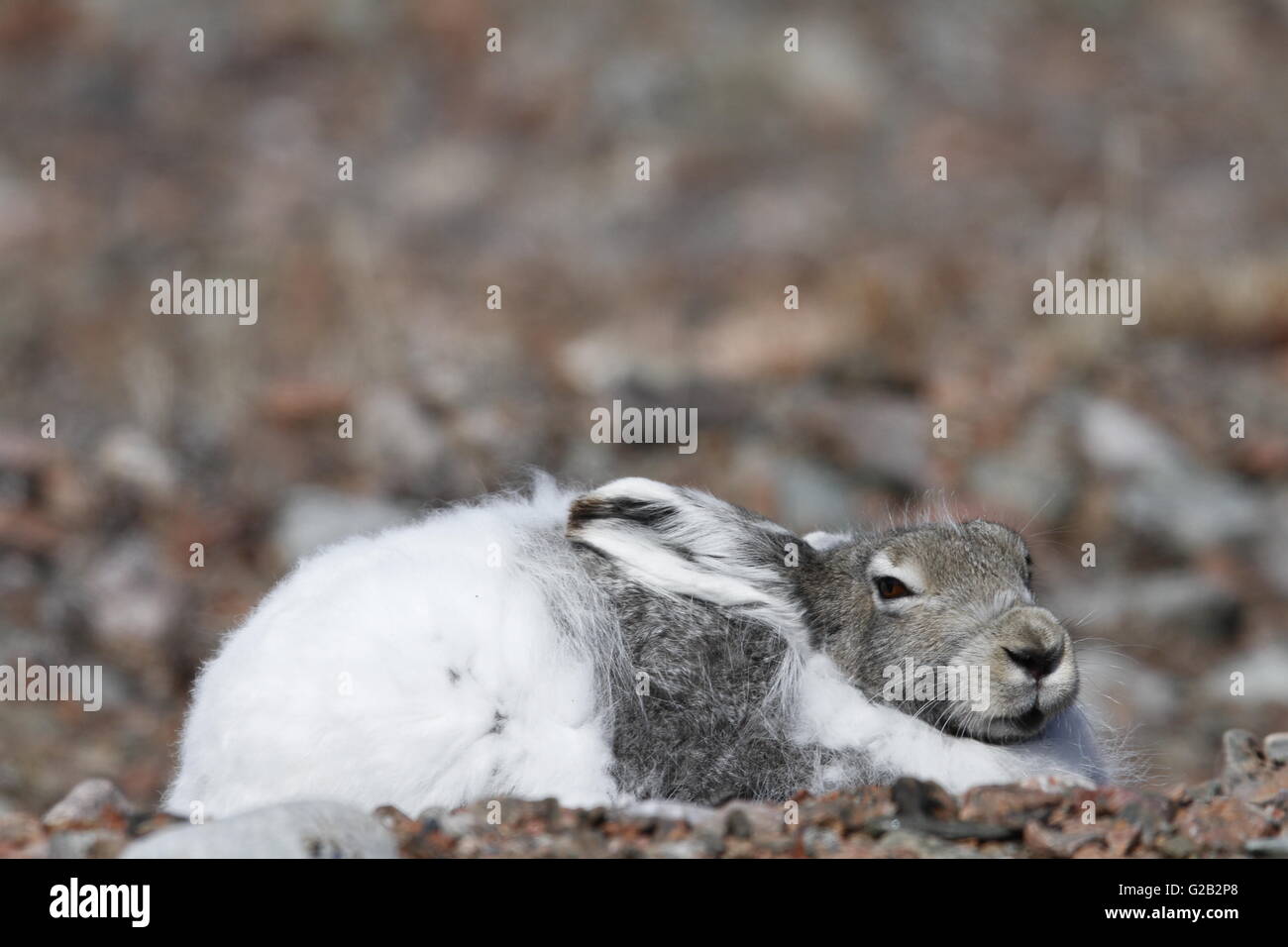 Ein verschlafenes Arktis Hase in Baker Lake aufwachen, Nunavut Stockfoto