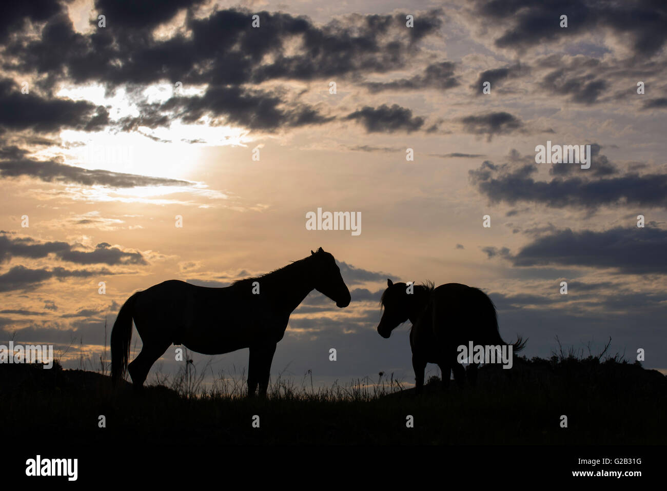 Wilde Pferde (Equs Ferus), Mustangs, Silhoutted paar, im Westen Nordamerikas Stockfoto