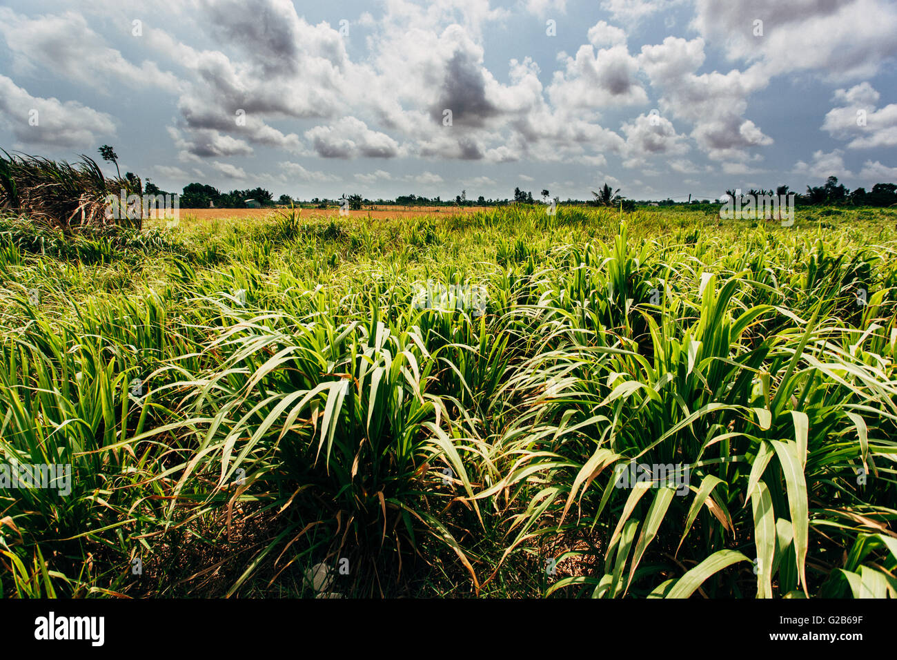 Reisfelder, Vietnam. Stockfoto