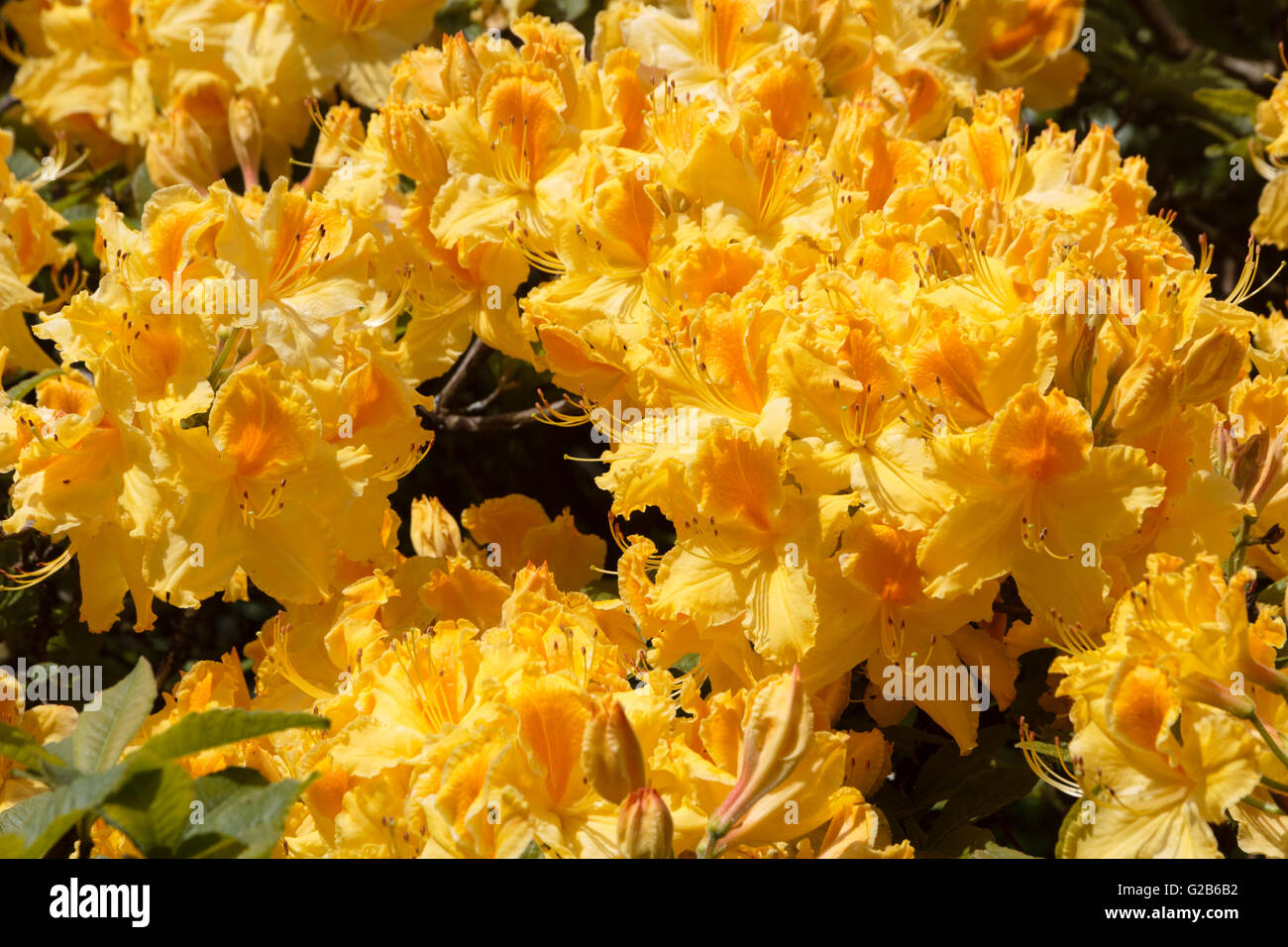 Azalea rhododendron yellow orange Fotos und Bildmaterial in hoher