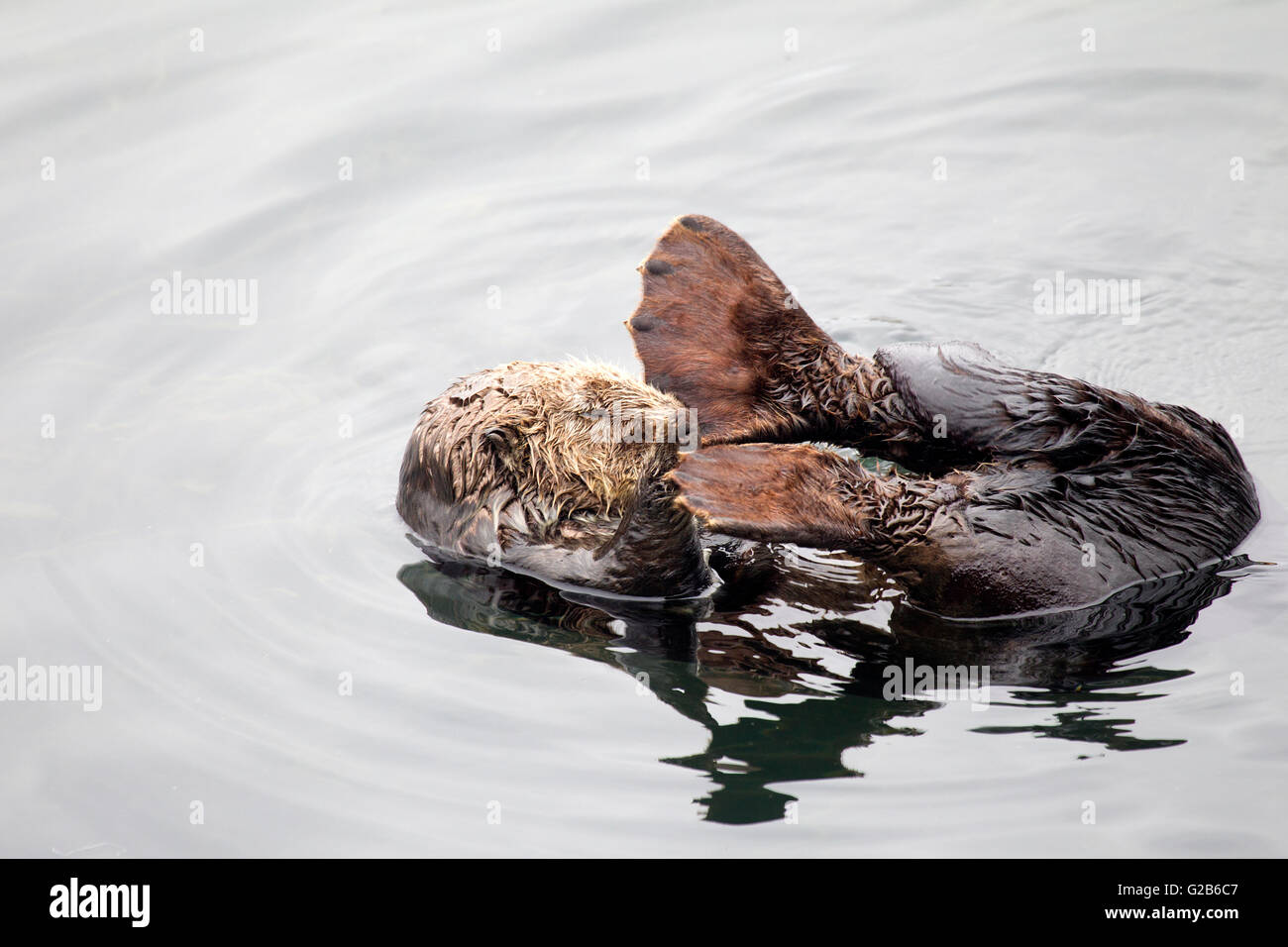 Sea Otter und große Füße Stockfoto