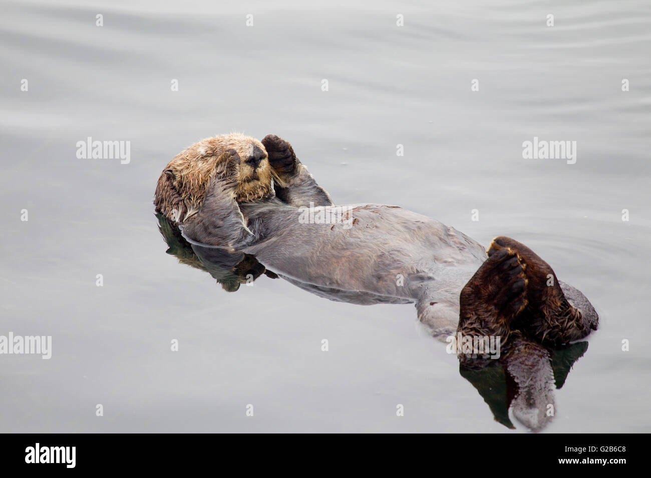 Sea Otter Stockfoto