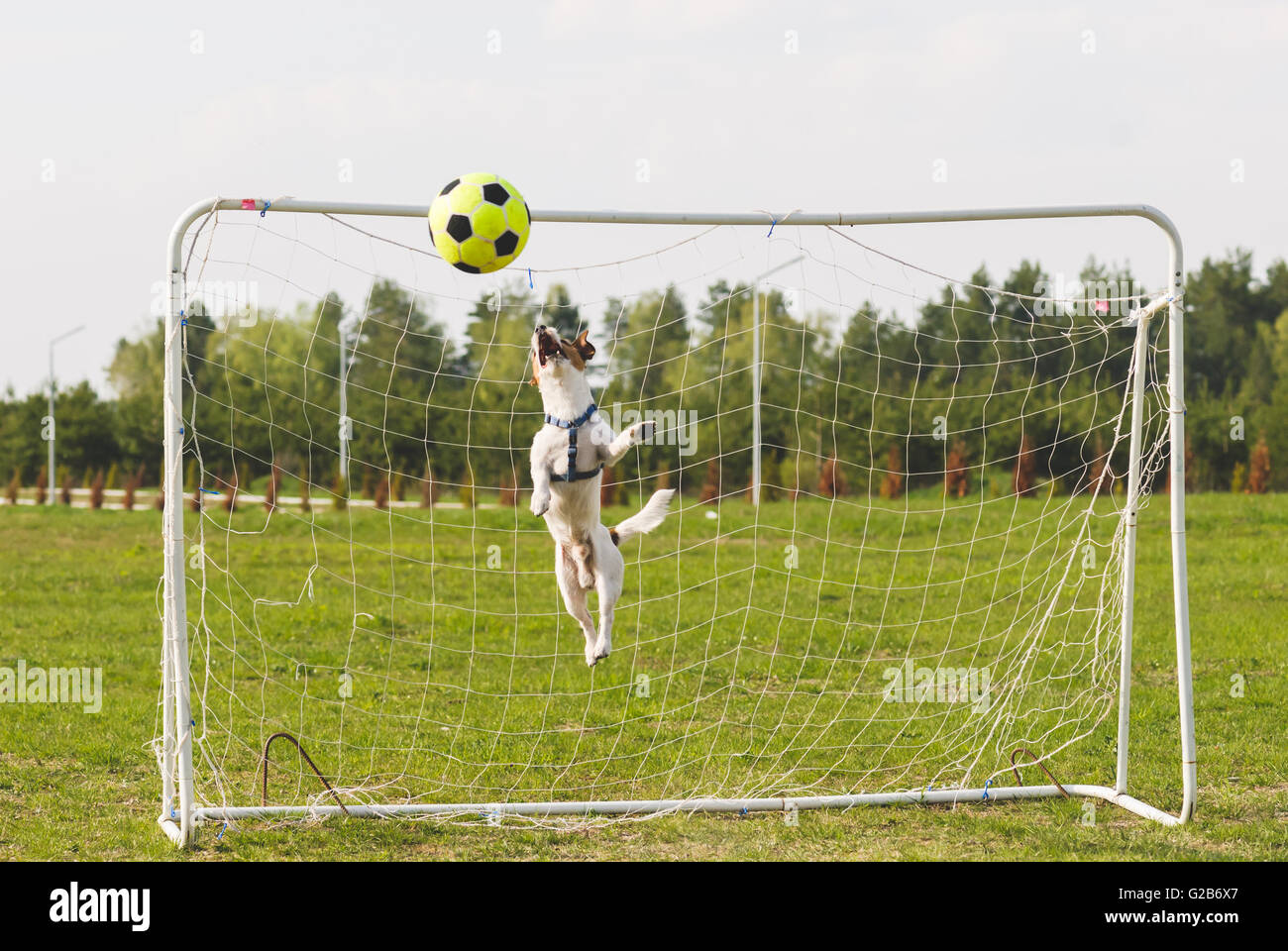 Lustiger Hund springt wie eine Rakete, einen Ball zu fangen Stockfoto