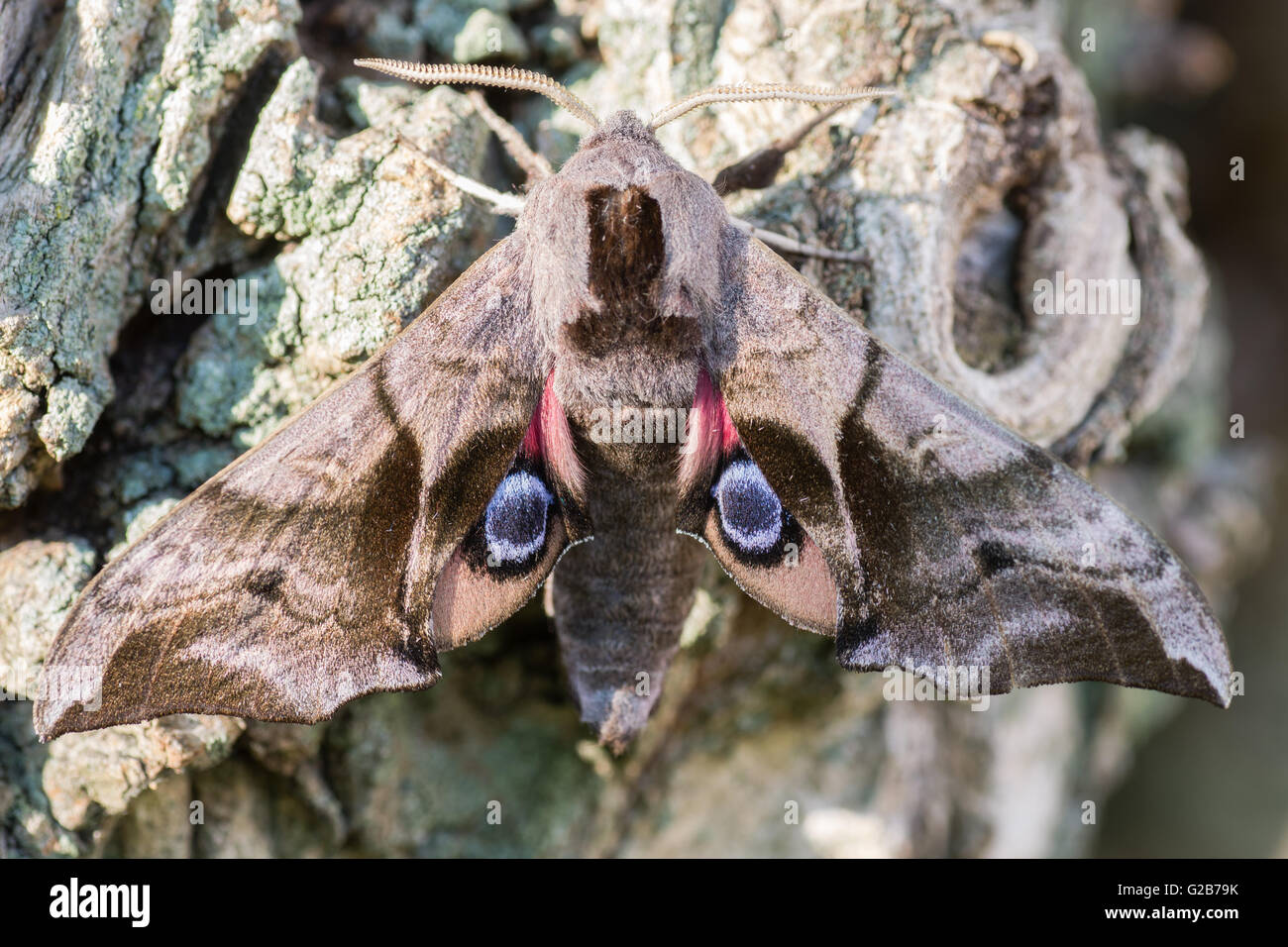 Falke-Motte (Smerinthus Ocellata) mit Hinterflügel musterten. Hawk-Moth in Familie Sphingidae, zeigen Augen auf Flügeln um Raubtiere abzuschrecken Stockfoto