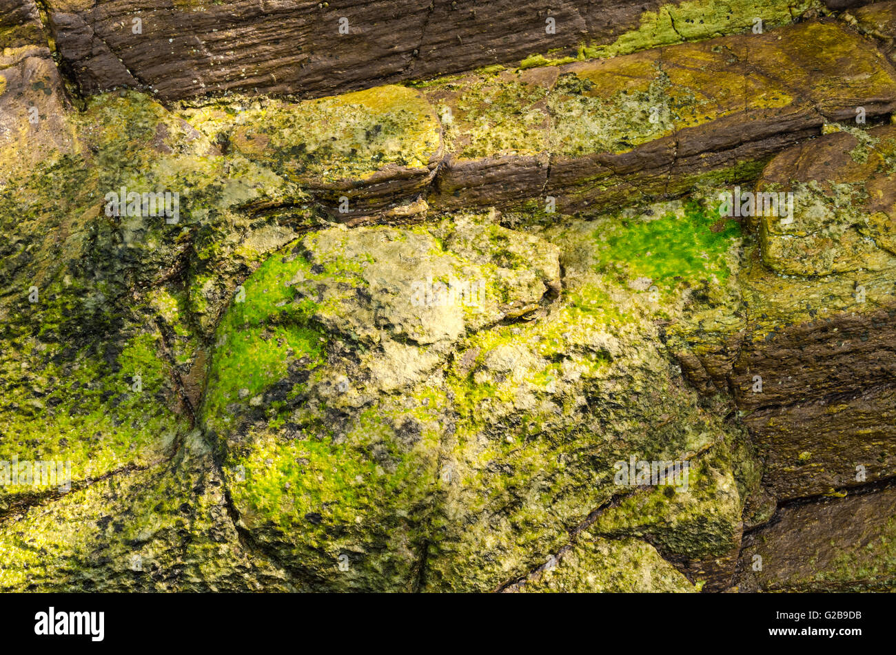 Eingebettete Fossil einer Muschel im Felsen. Stockfoto