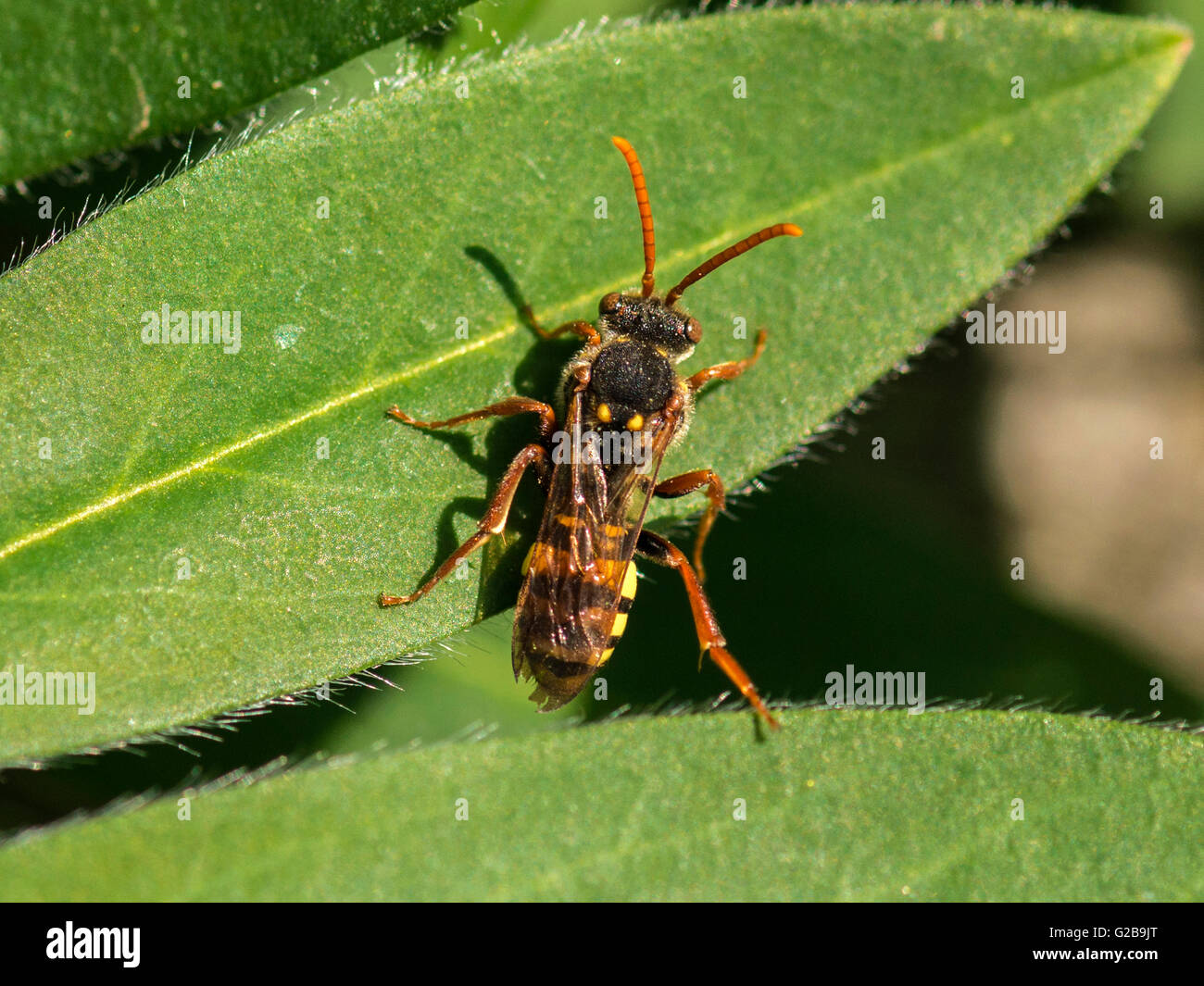 Makro Bild der Darstellung einer einzelnen Rüsselkäfer Wespe auf grünes Blatt Pflanze. Stockfoto