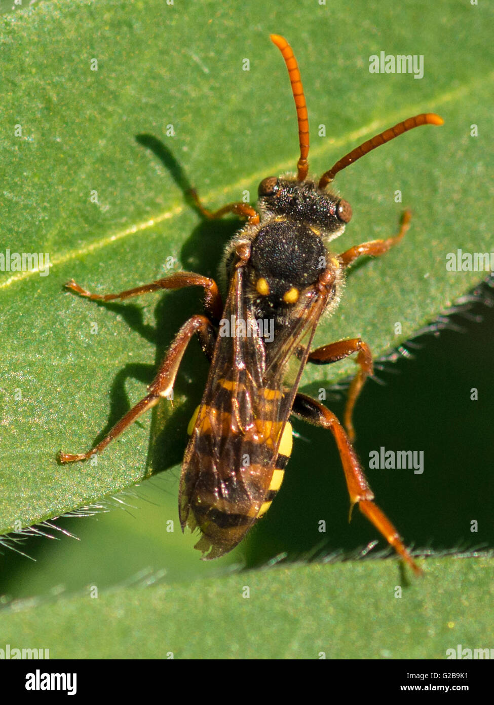Makro Bild der Darstellung einer einzelnen Rüsselkäfer Wespe auf grünes Blatt Pflanze. Stockfoto