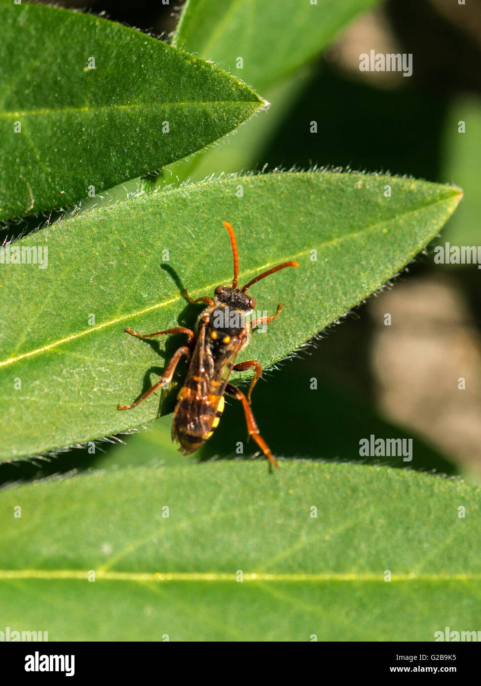 Makro Bild der Darstellung einer einzelnen Rüsselkäfer Wespe auf grünes Blatt Pflanze. Stockfoto