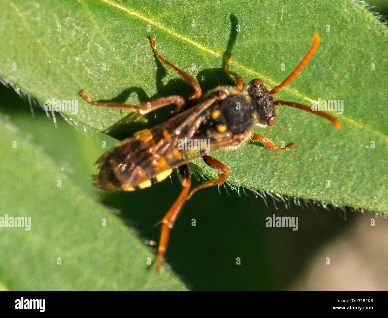 Makro Bild der Darstellung einer einzelnen Rüsselkäfer Wespe auf grünes Blatt Pflanze. Stockfoto