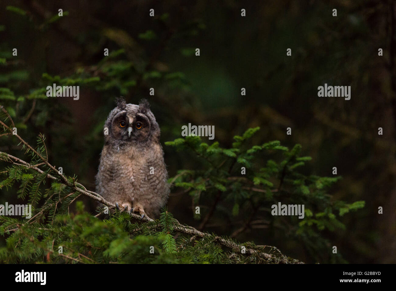 Lange Eared Owl-Küken Stockfoto