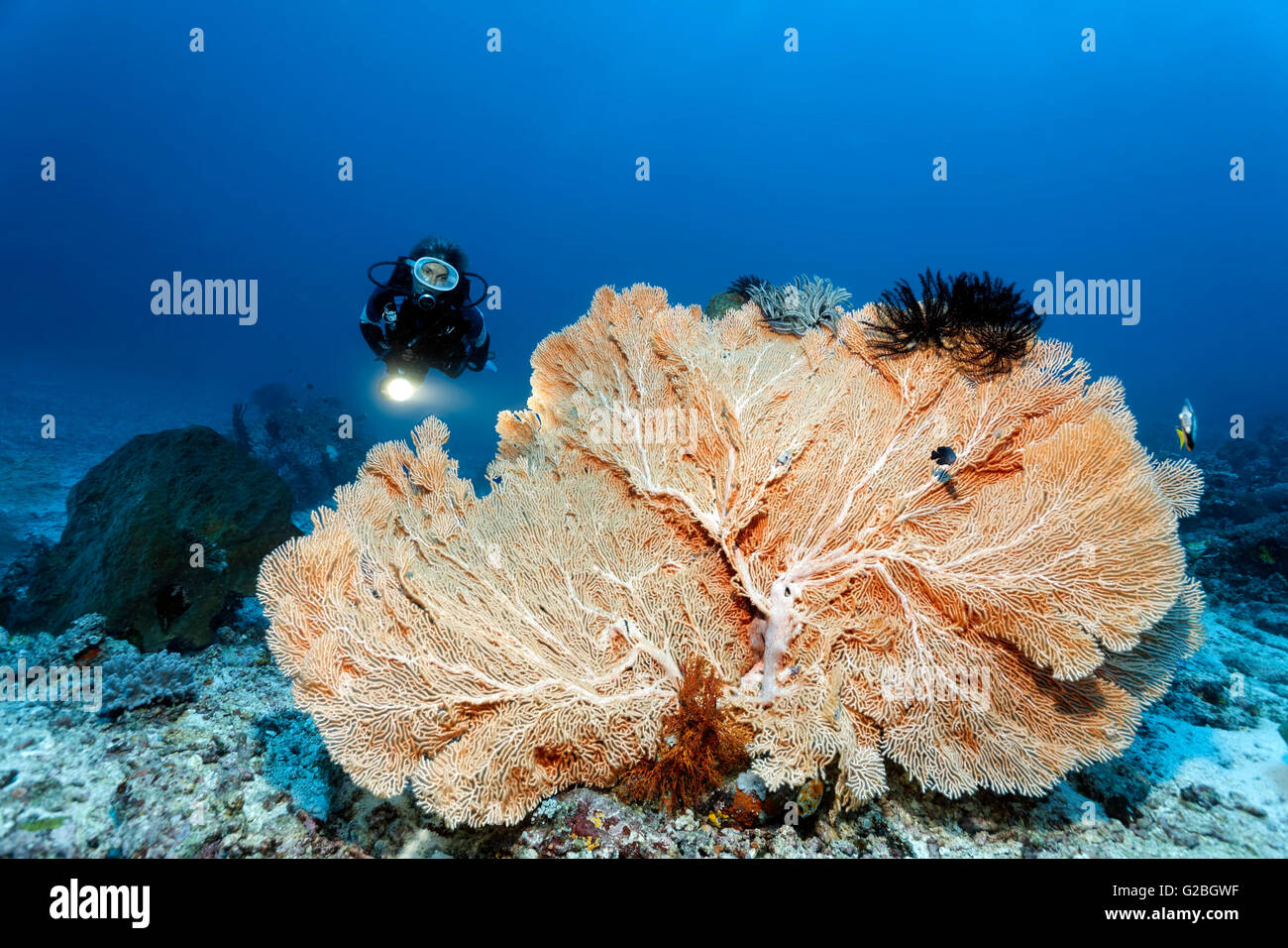 Taucher und riesige Gorgonien (Annella Mollis), Pazifischen Ozean, Australien, Cairns, Great Barrier Reef, Queensland Stockfoto