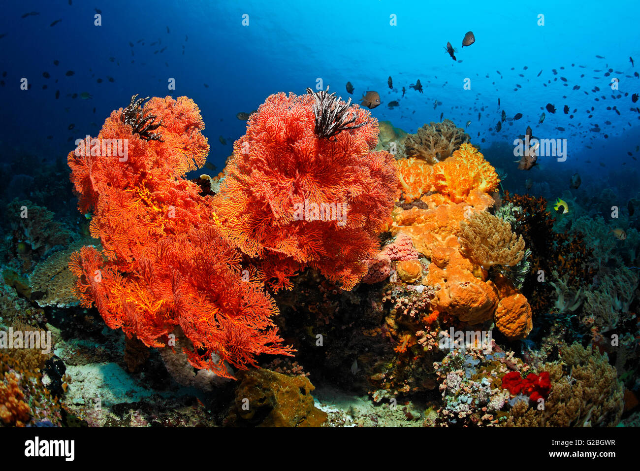 Korallen Kolonie, Fische, Wirbellose, Stony Coral, Weichkorallen, Gorgonien, Schwamm, Seescheide, Great Barrier Reef, Queensland Stockfoto
