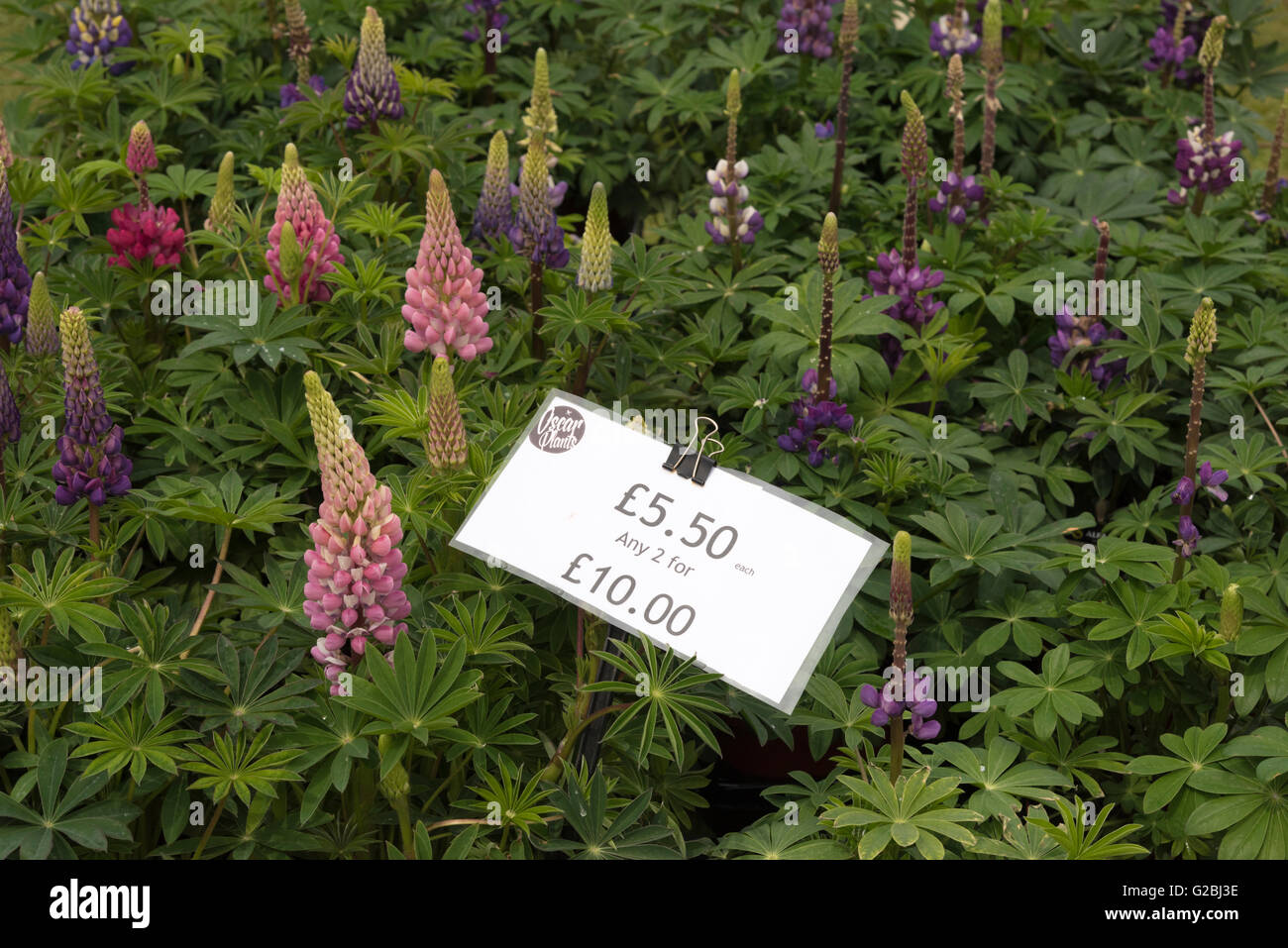 Gartenblumen zu verkaufen Fotos und Bildmaterial in hoher Auflösung