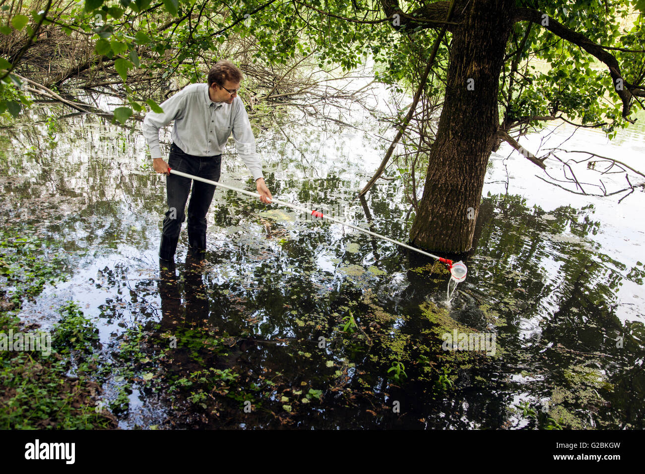 Wasserpflanzen algen bach Fotos und Bildmaterial in hoher Auflösung