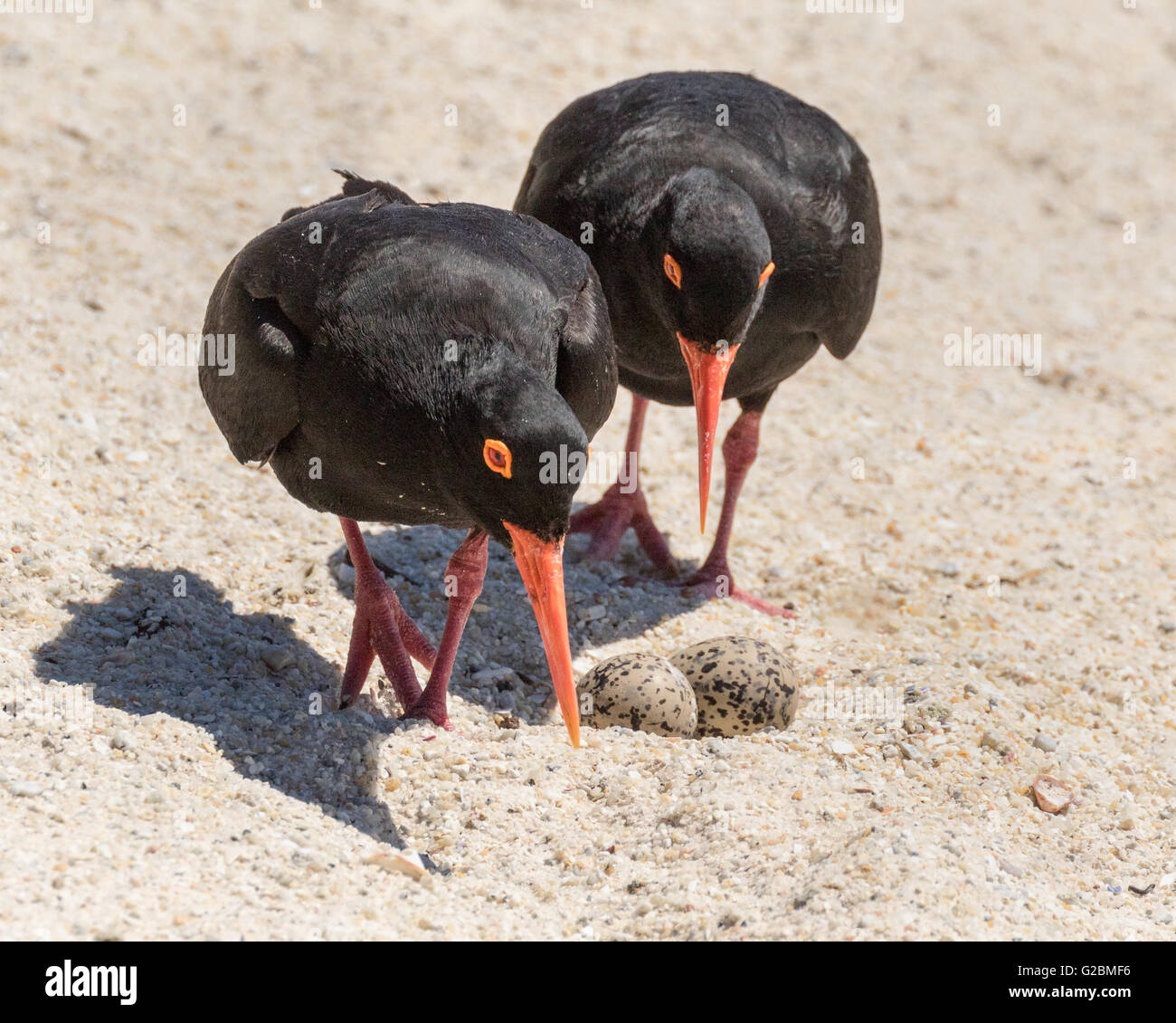 Ein paar der afrikanischen Austernfischer tendiert ihr Nest Stockfoto