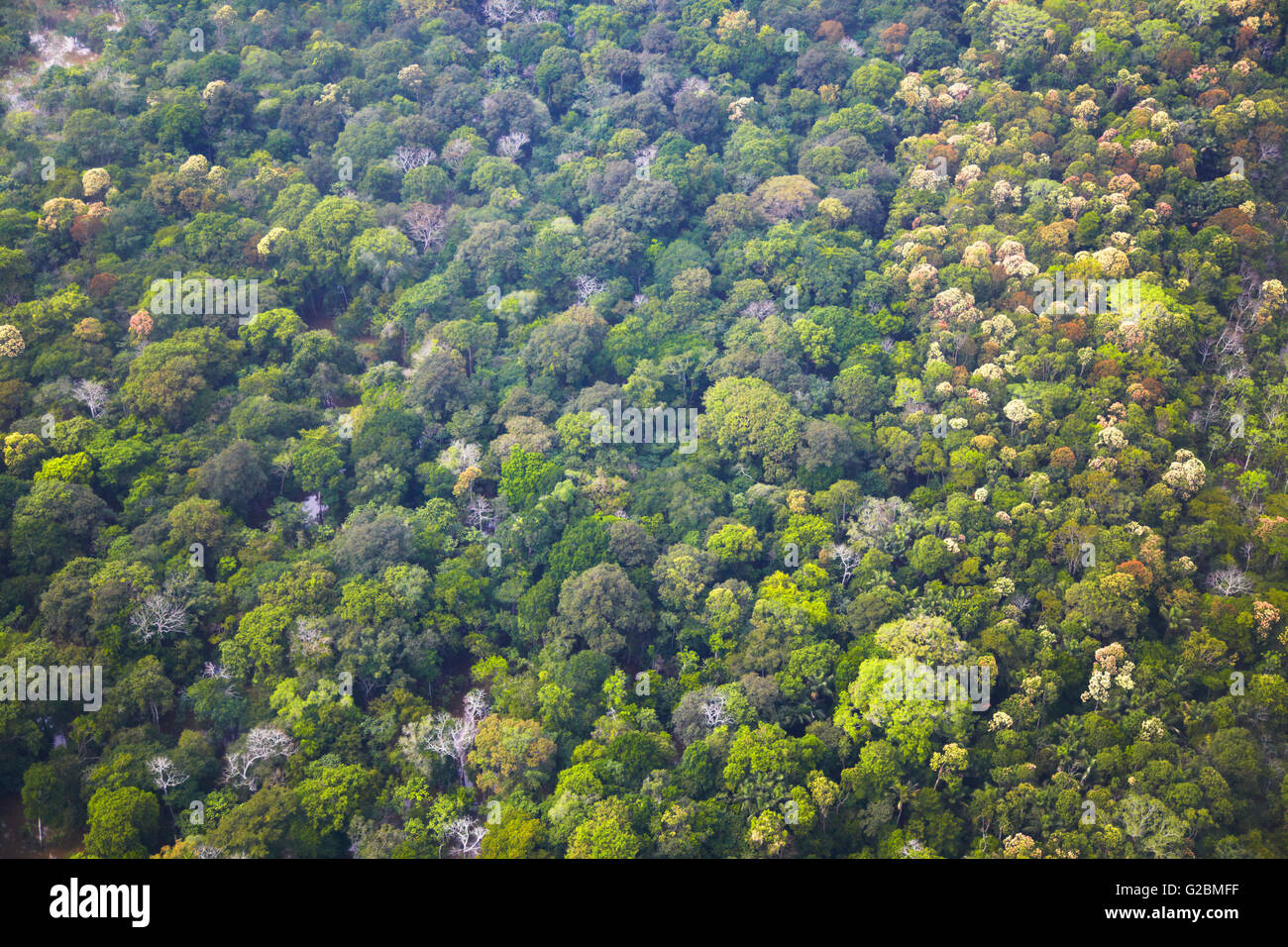 Luftaufnahme des Amazonas-Regenwaldes, Manaus, Amazonas, Brasilien Stockfoto