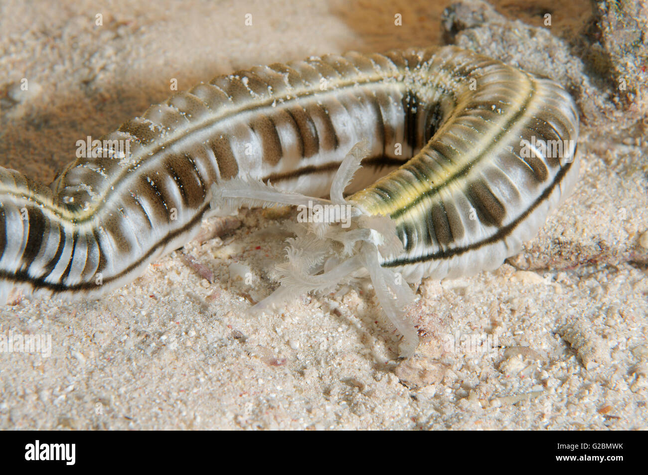 Seegurke Wurm entdeckt, Feder Mund Seegurke oder Riesen Synaptid Seegurke (Synapta Maculata) Rotes Meer, Ägypten, Afrika Stockfoto