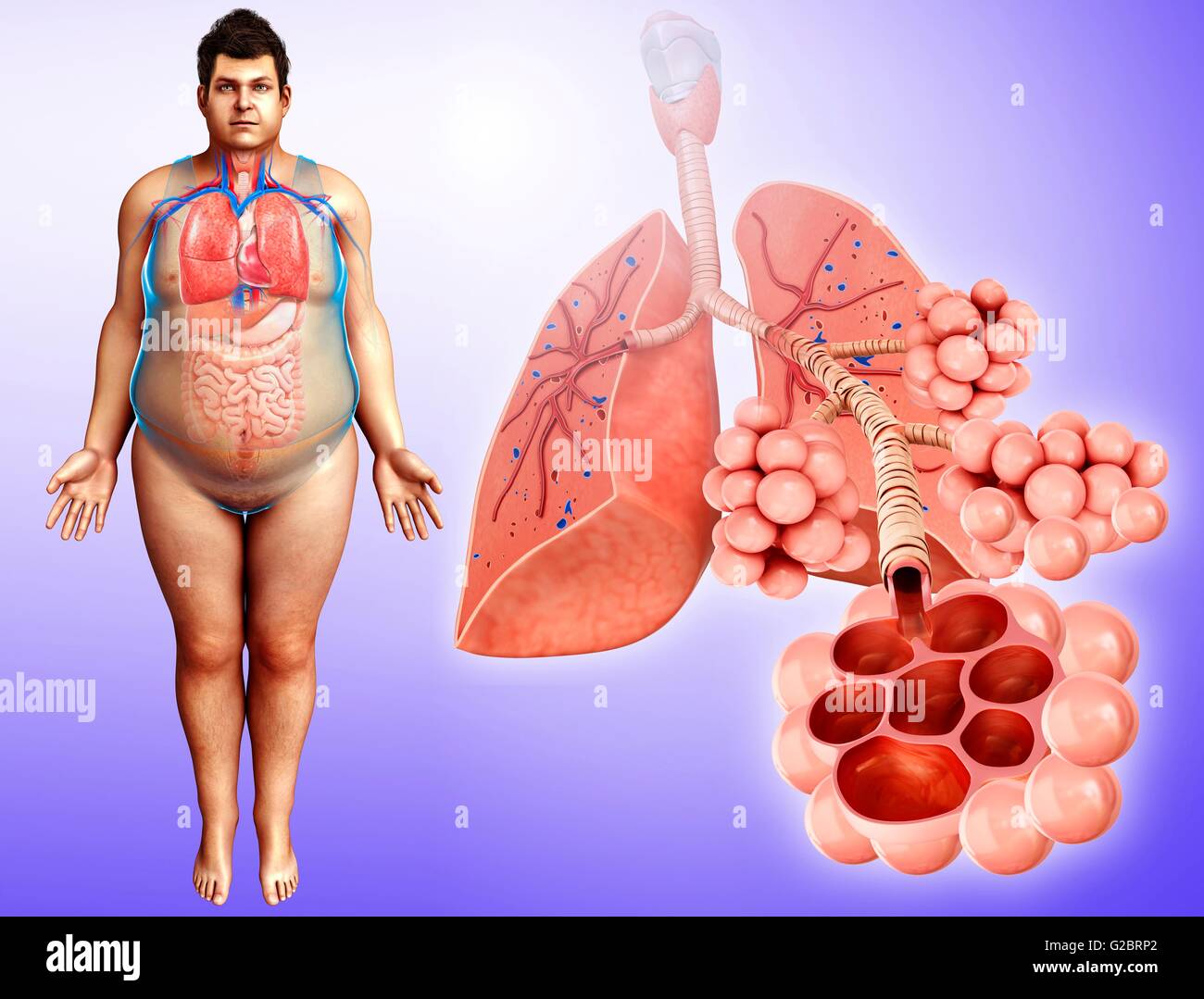 Menschlichen Alveolen, Abbildung. Stockfoto