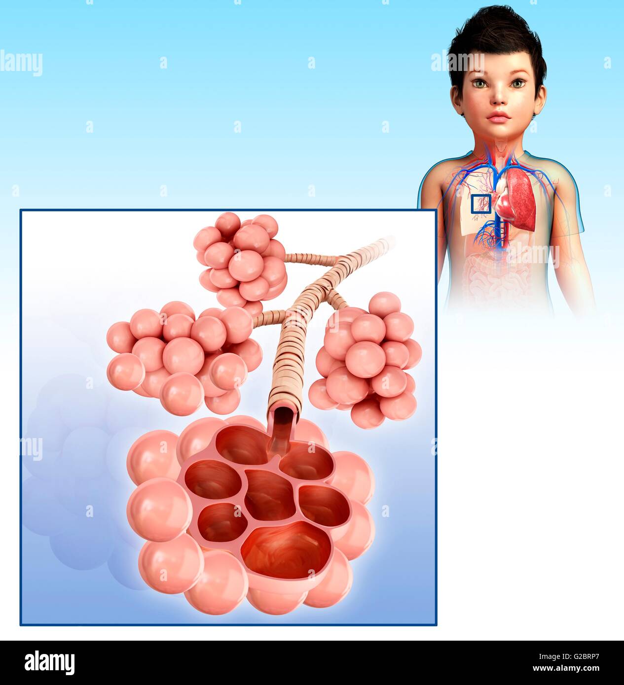 Menschlichen Alveolen, Abbildung. Stockfoto