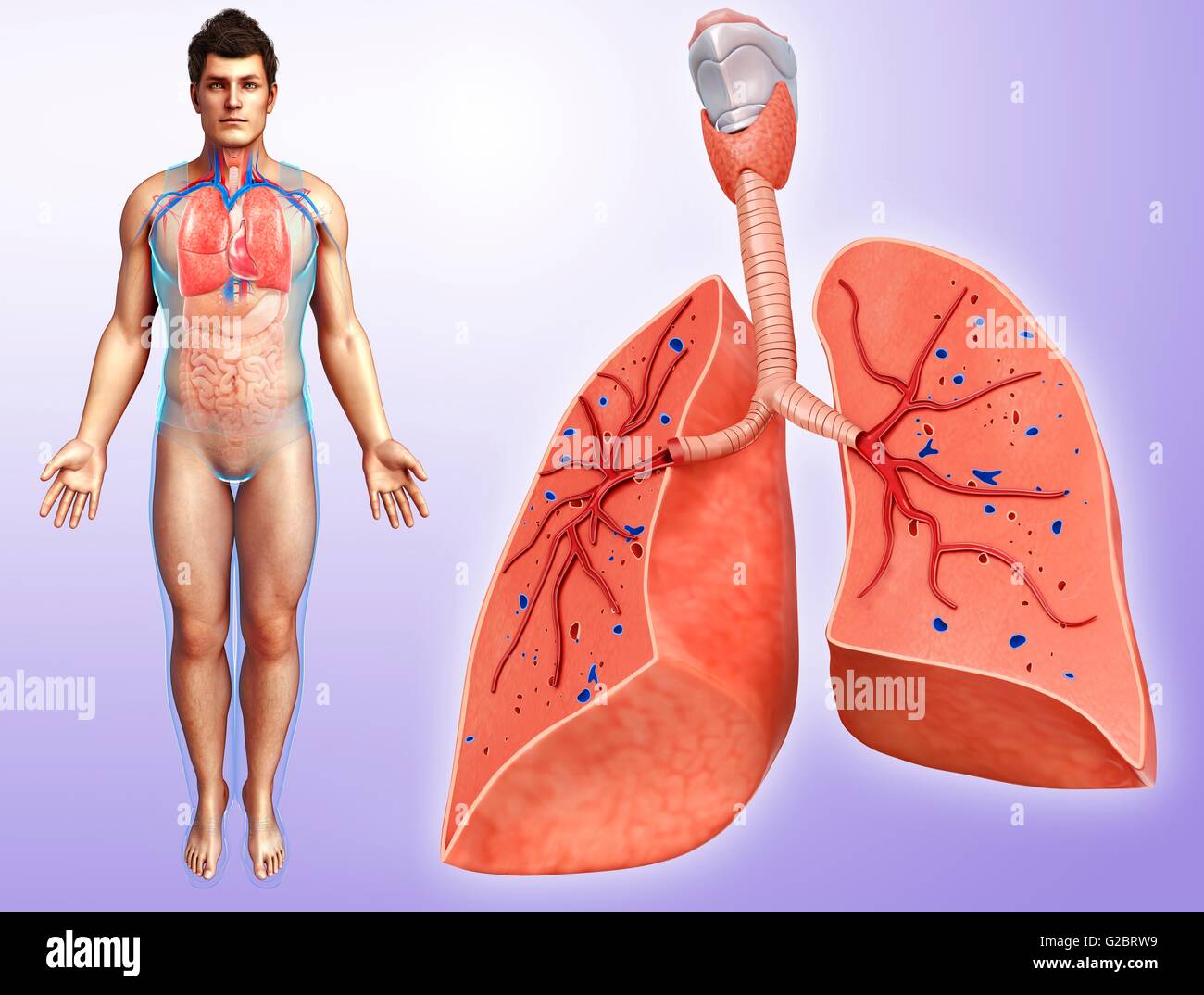 Menschliche Lunge, Abbildung. Stockfoto