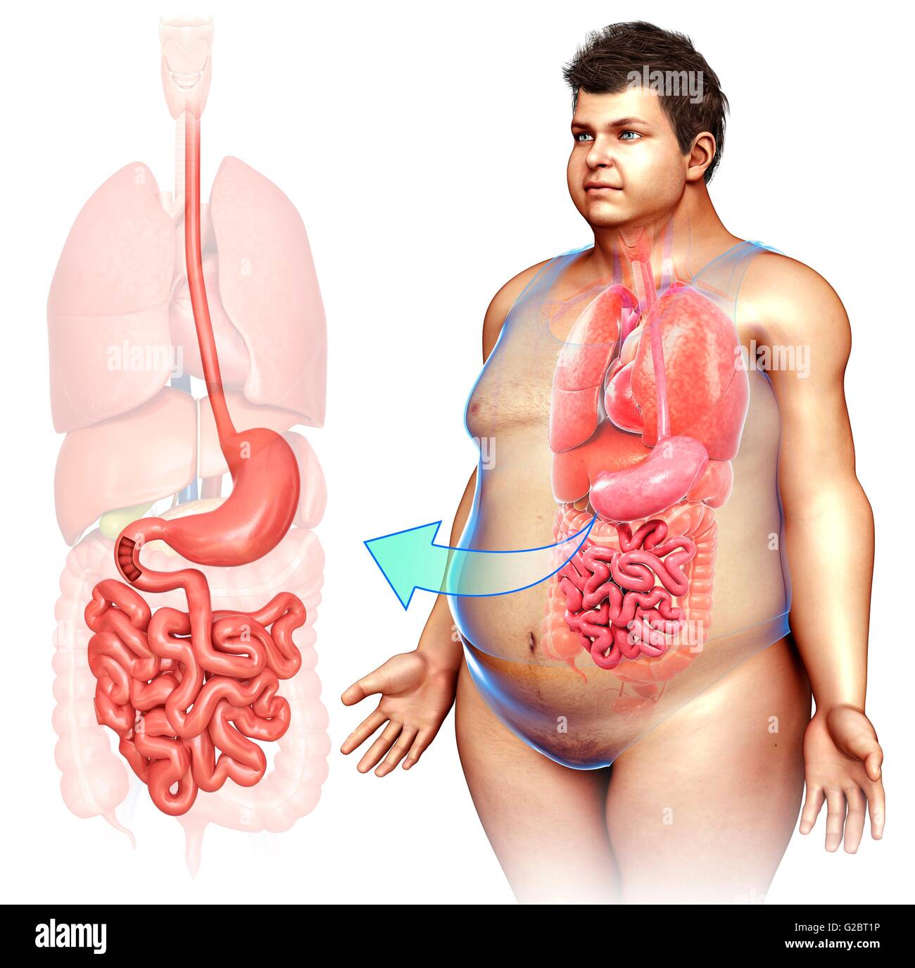 Menschlichen Magen und Dünndarm, Abbildung. Stockfoto