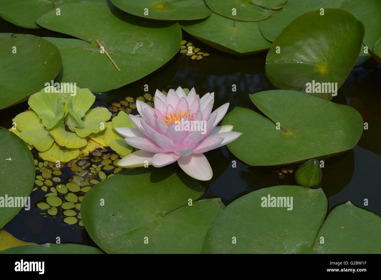 Lotus Blume, Blume, indische Blume, Lotusteich, Lotus, Lotusblätter Stockfoto