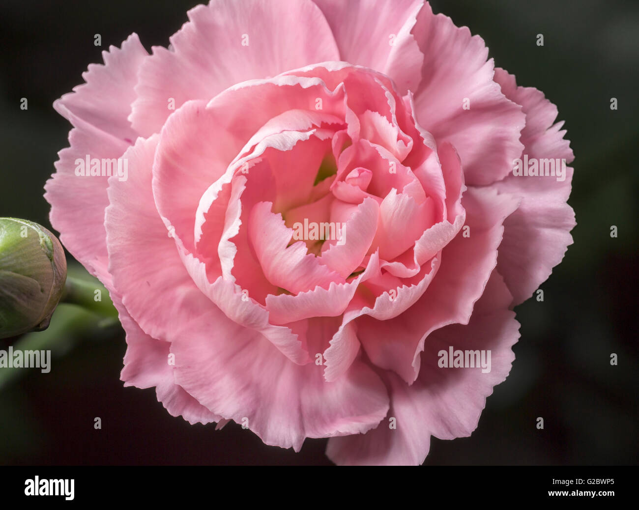 Rosa Dianthus Close Up mit einem dunklen Hintergrund. Stockfoto