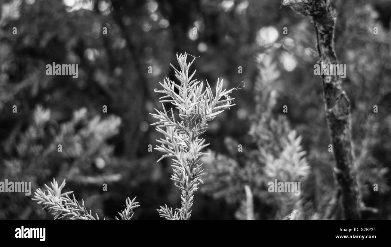 frische Kiefer Blüten Sonnenlicht Closeup verlässt Farn Weihnachten Tageslicht Detail Zweig Stockfoto