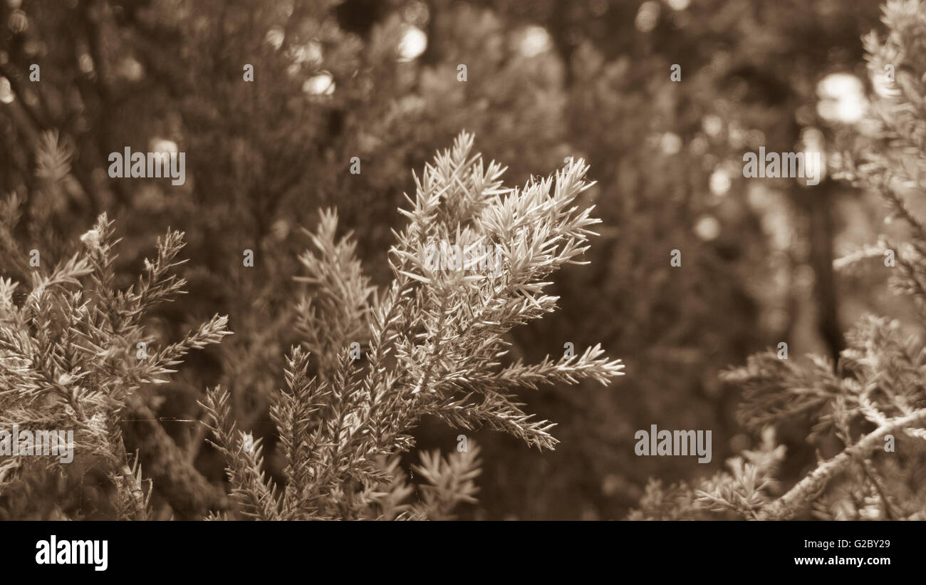 frische Kiefer Blüten Sonnenlicht Closeup verlässt Farn Weihnachten Tageslicht Detail Zweig Stockfoto
