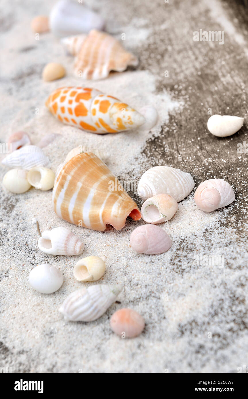 kleine Muscheln auf dem Sand auf hölzernen Hintergrund Stockfoto