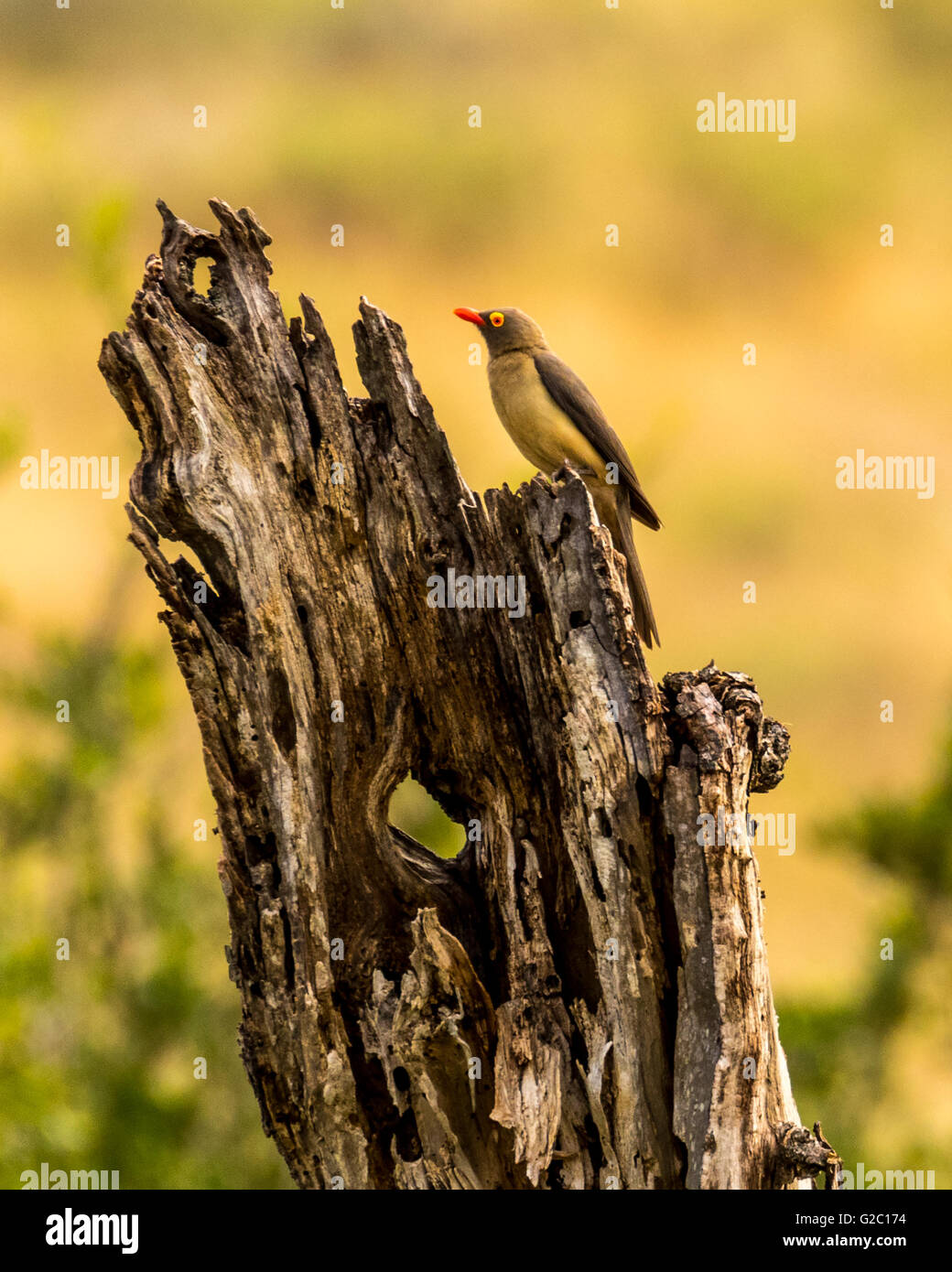 Die rot-billed Oxpecker (Buphagus Erythrorhynchus) Stockfoto