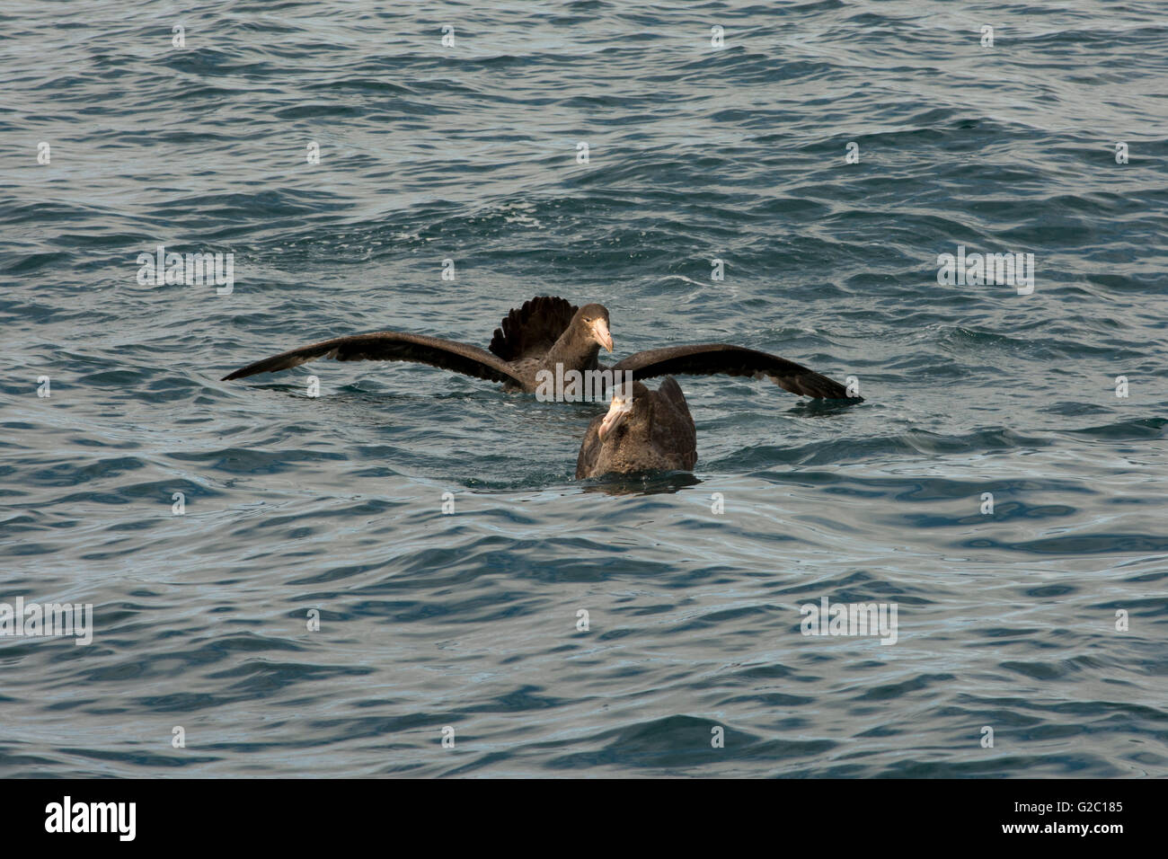 Nördlichen Riesen Sturmvögel schwimmen auf den Pazifischen Ozean in der Nähe der Küste von Kaikoura in Canterbury in Neuseeland. Stockfoto