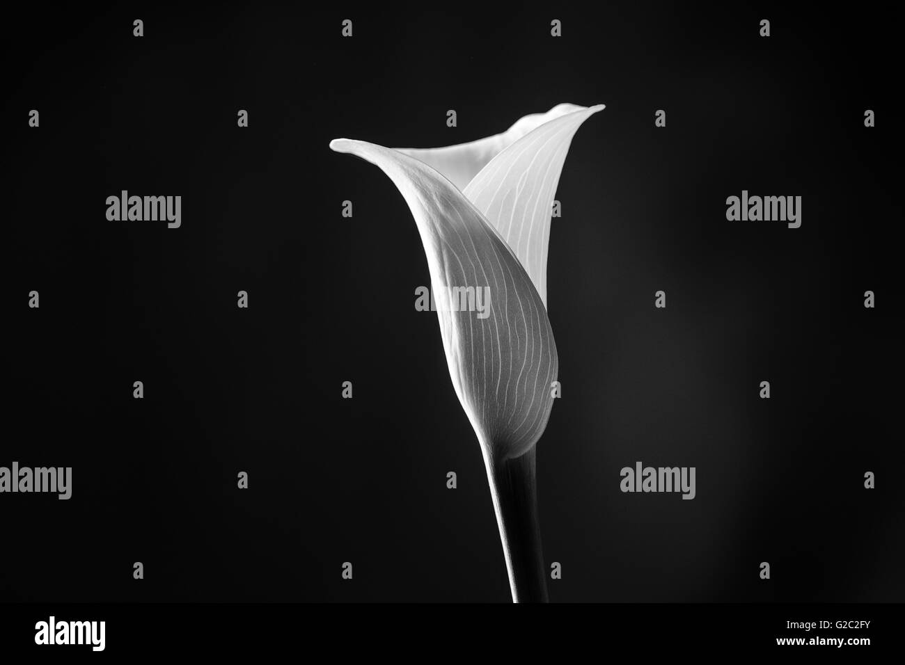 Studioaufnahme einer Calla Lilie auf einem dunklen Hintergrund hautnah. Stockfoto