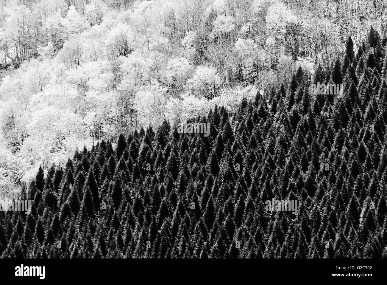 immergrüne und laubabwerfende Baum Wald. Erhöhte Ansicht Stockfoto