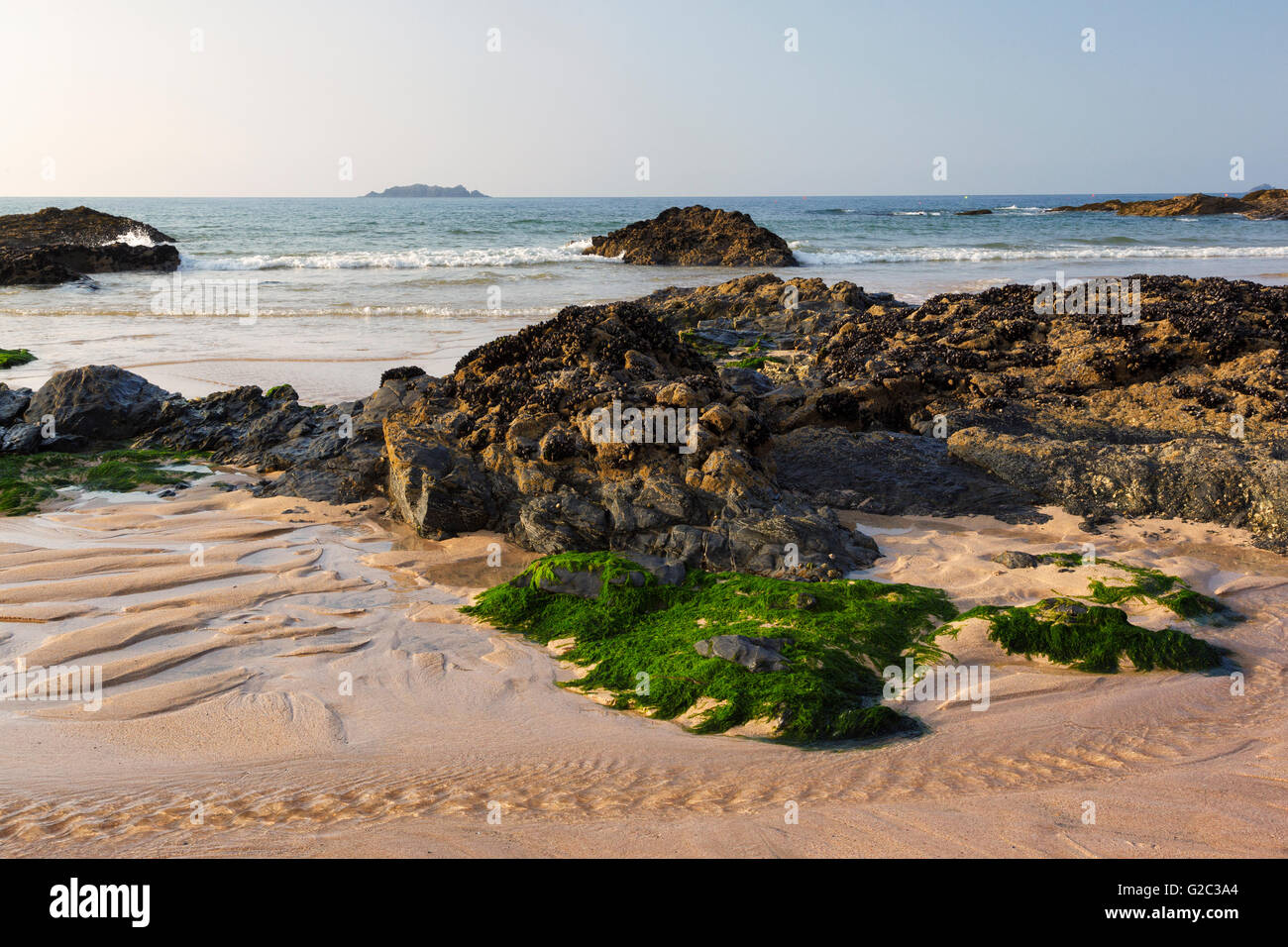 Wilde Muscheln auf den Felsen am Strand von Harlyn Bay bei Ebbe. Stockfoto