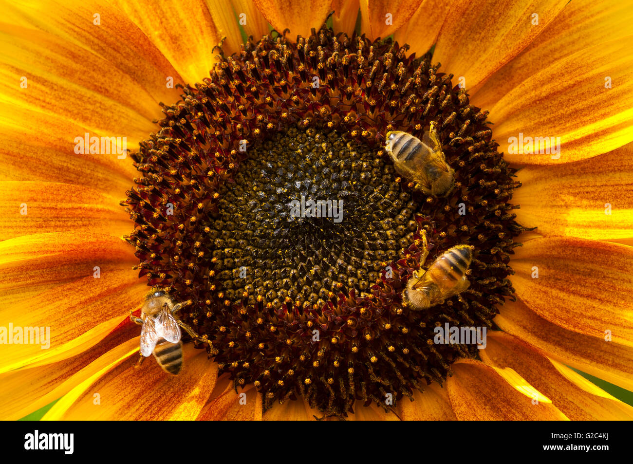 Bienen auf Sonnenblume Stockfoto