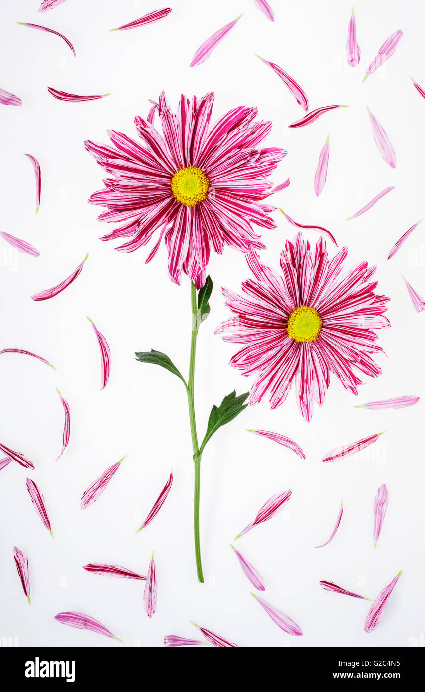 Chrysanthemen und Blütenblätter flach gelegt, auf weißem Hintergrund Stockfoto