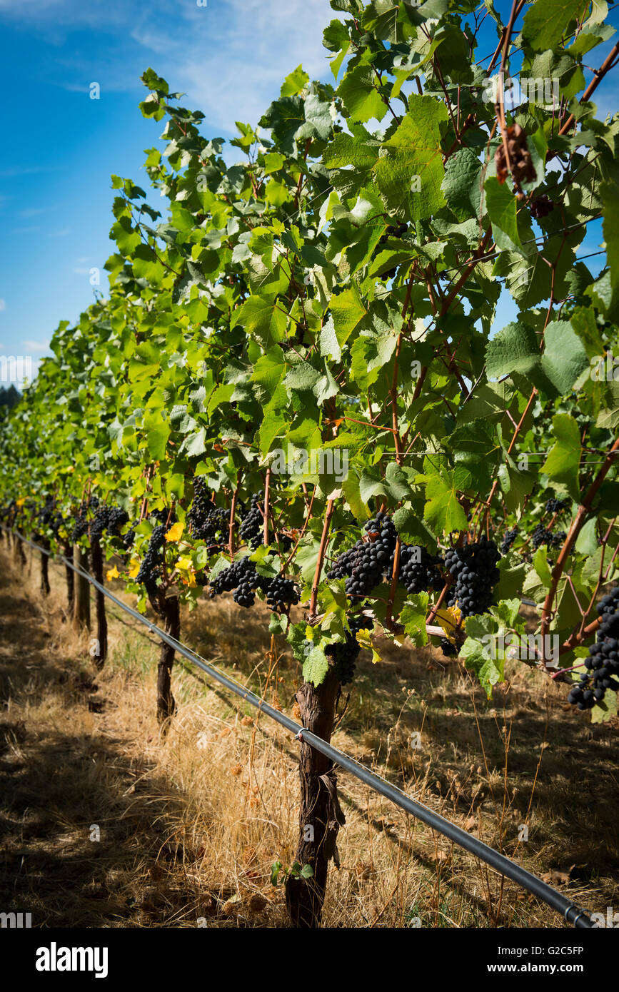 Willamette Valley Vineyard, Oregon Stockfoto