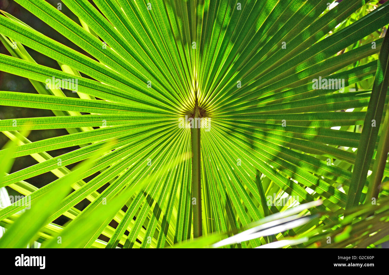 Hinterleuchtete fächerförmigen Blätter die australische Baum Kohlpalme (Livistona Australis) Stockfoto